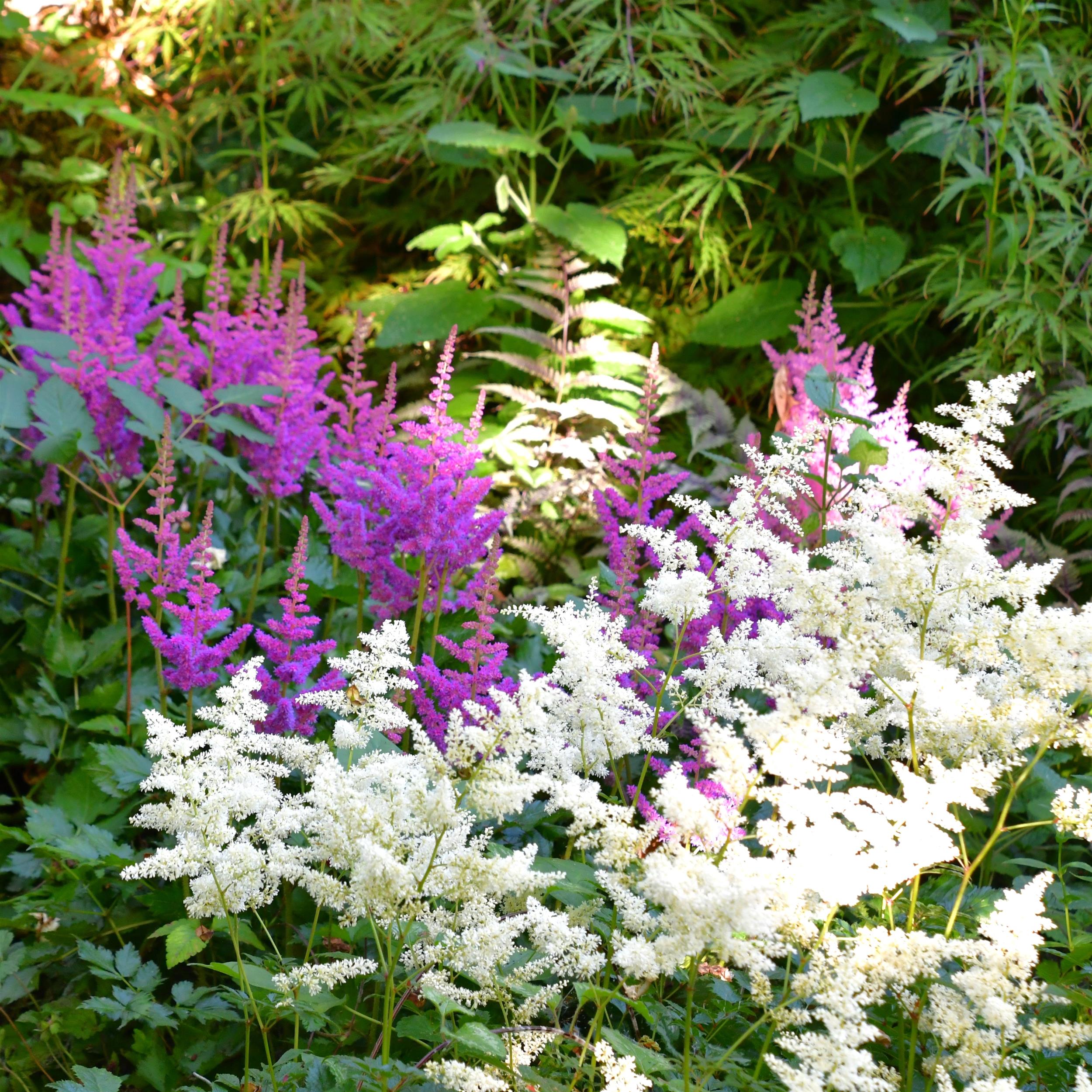 Astilbe x cult. 'Younique White' 3L