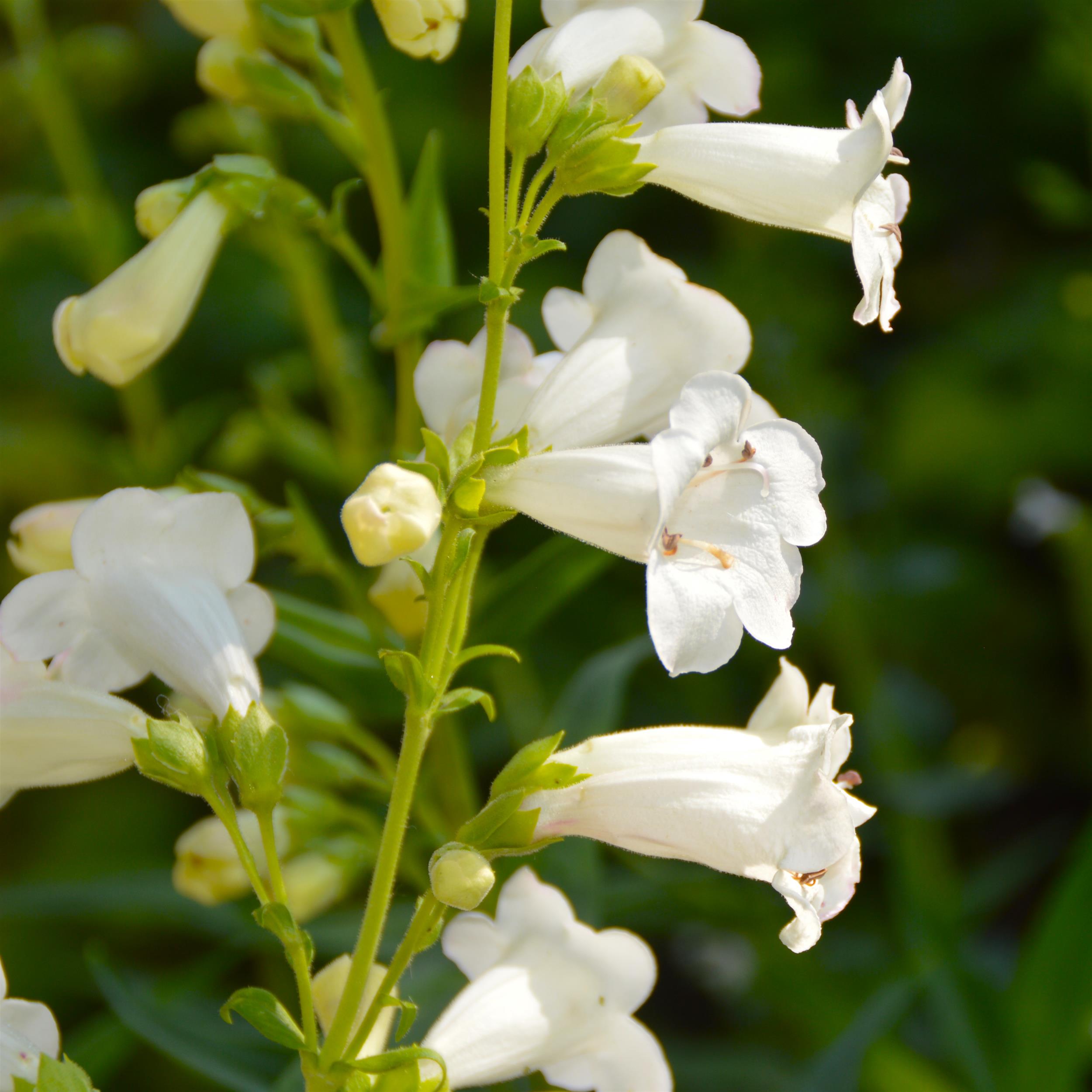 Penstemon 'White Bedder' 1L