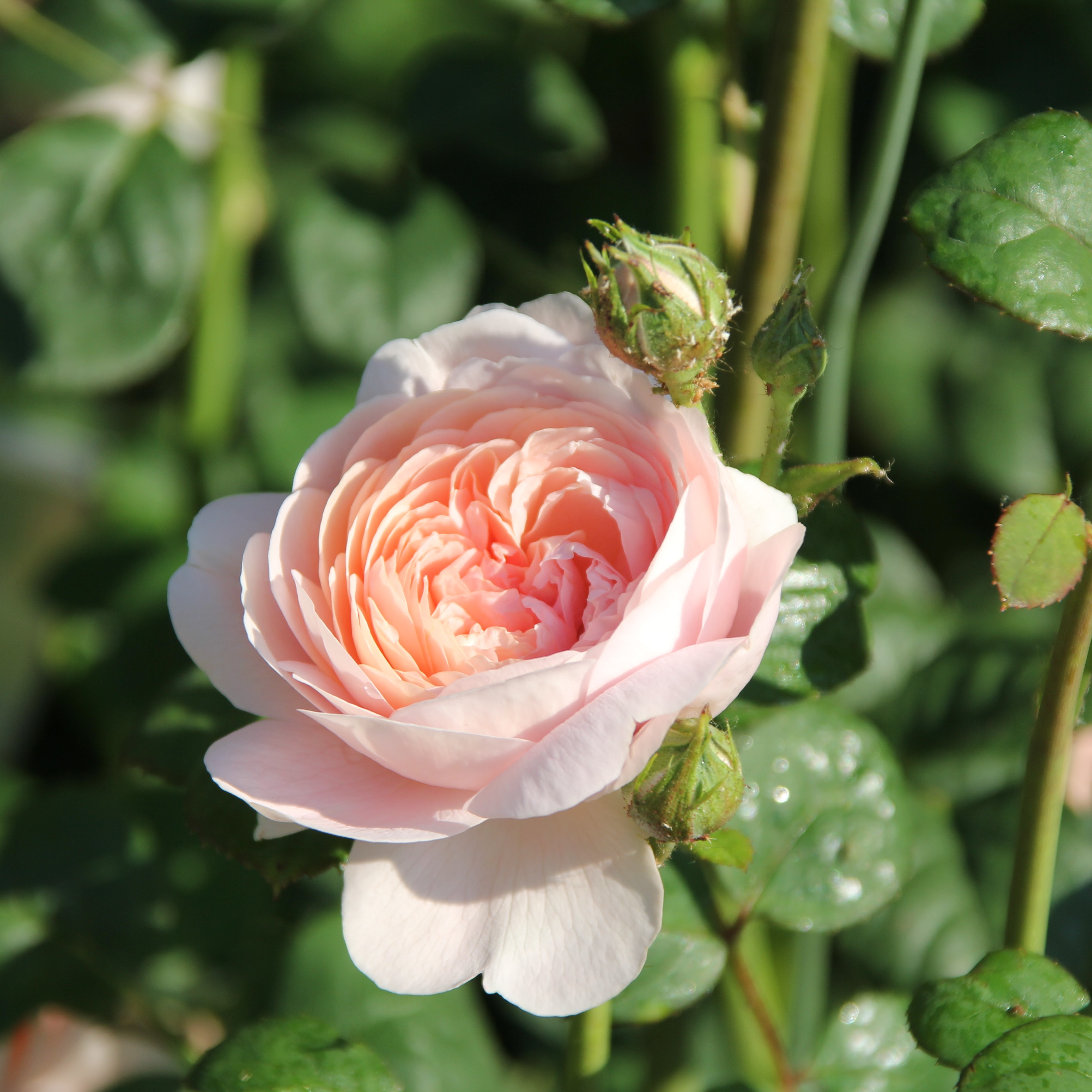 Souvenir de Ettenbühl