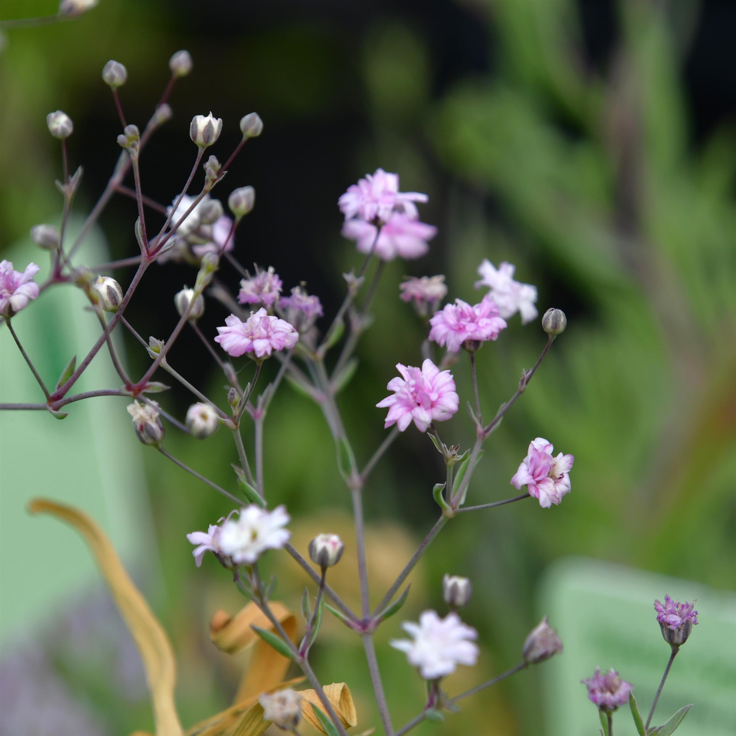 Gypsophila repens 'Rosenschleier' 2L