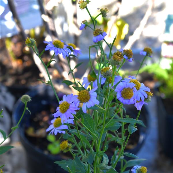 Kalimeris mongolica 'Antonia' 1L
