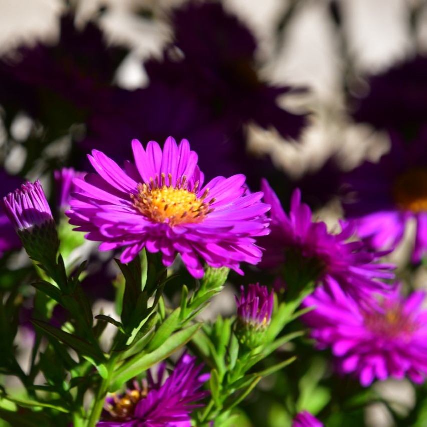 Aster dumosus 'Starlight' 1L