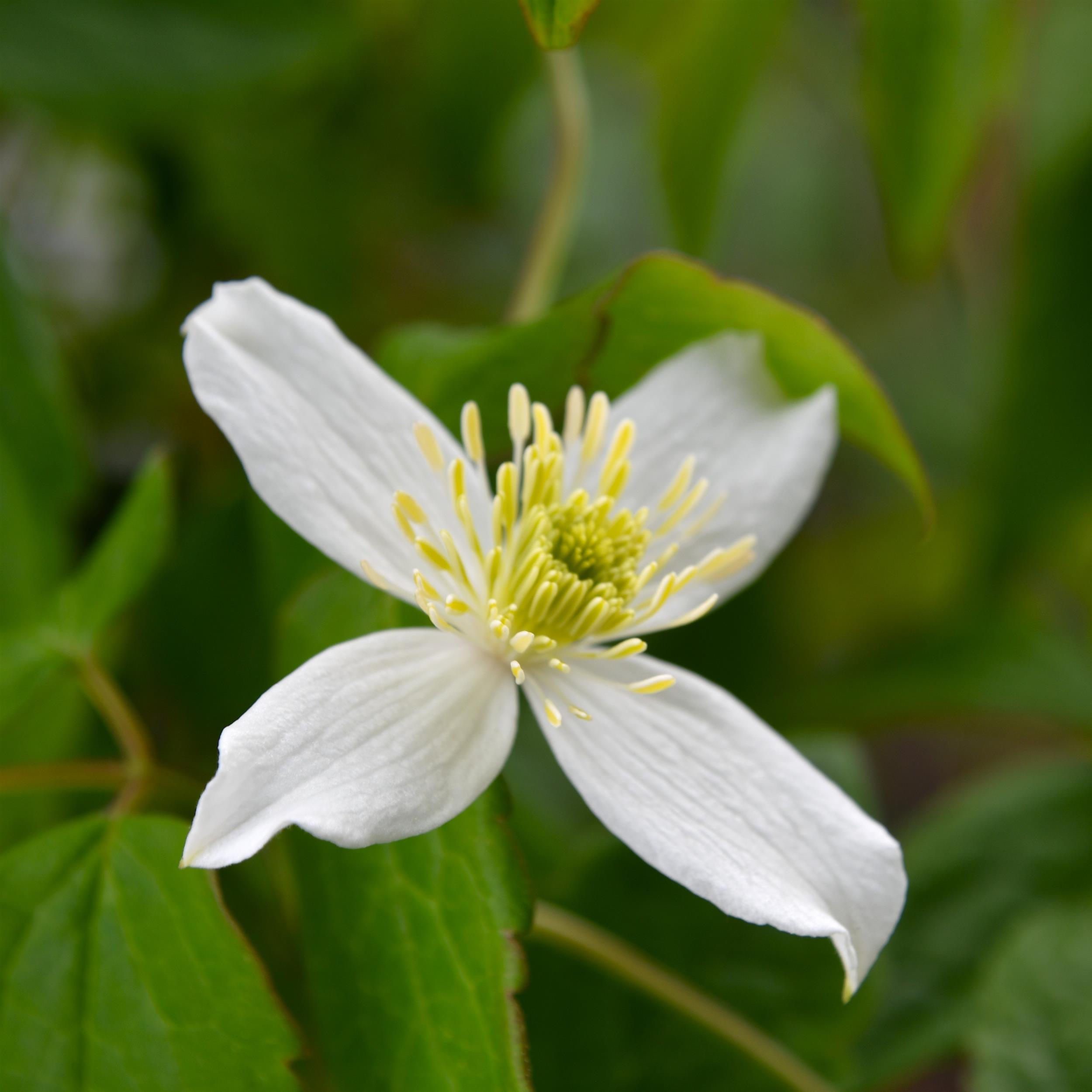 Clematis montana 'Wilsonii'