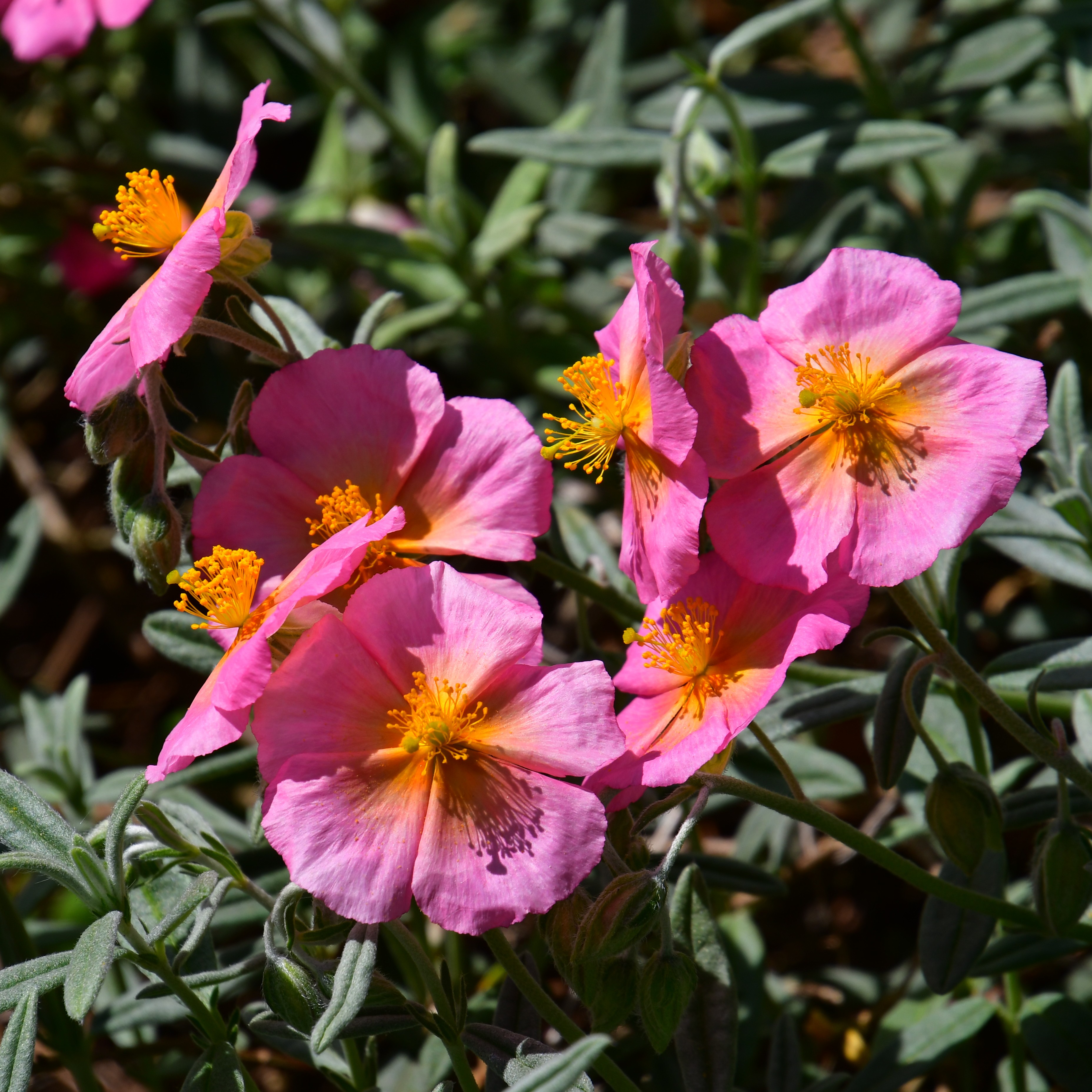 Helianthemum Hybr. Lawrensons Pink 0,5L