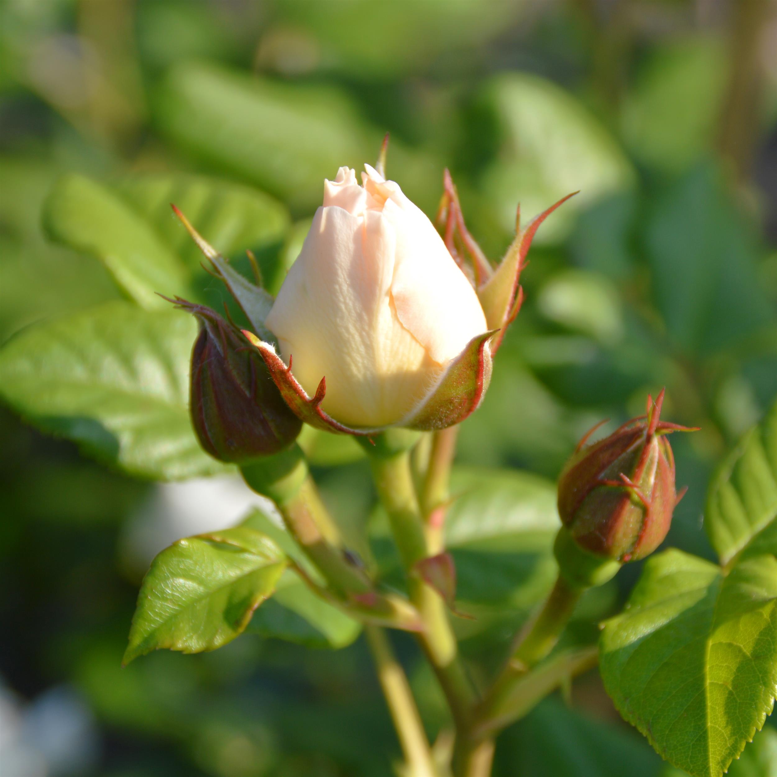 Uetersener Kloster Rose