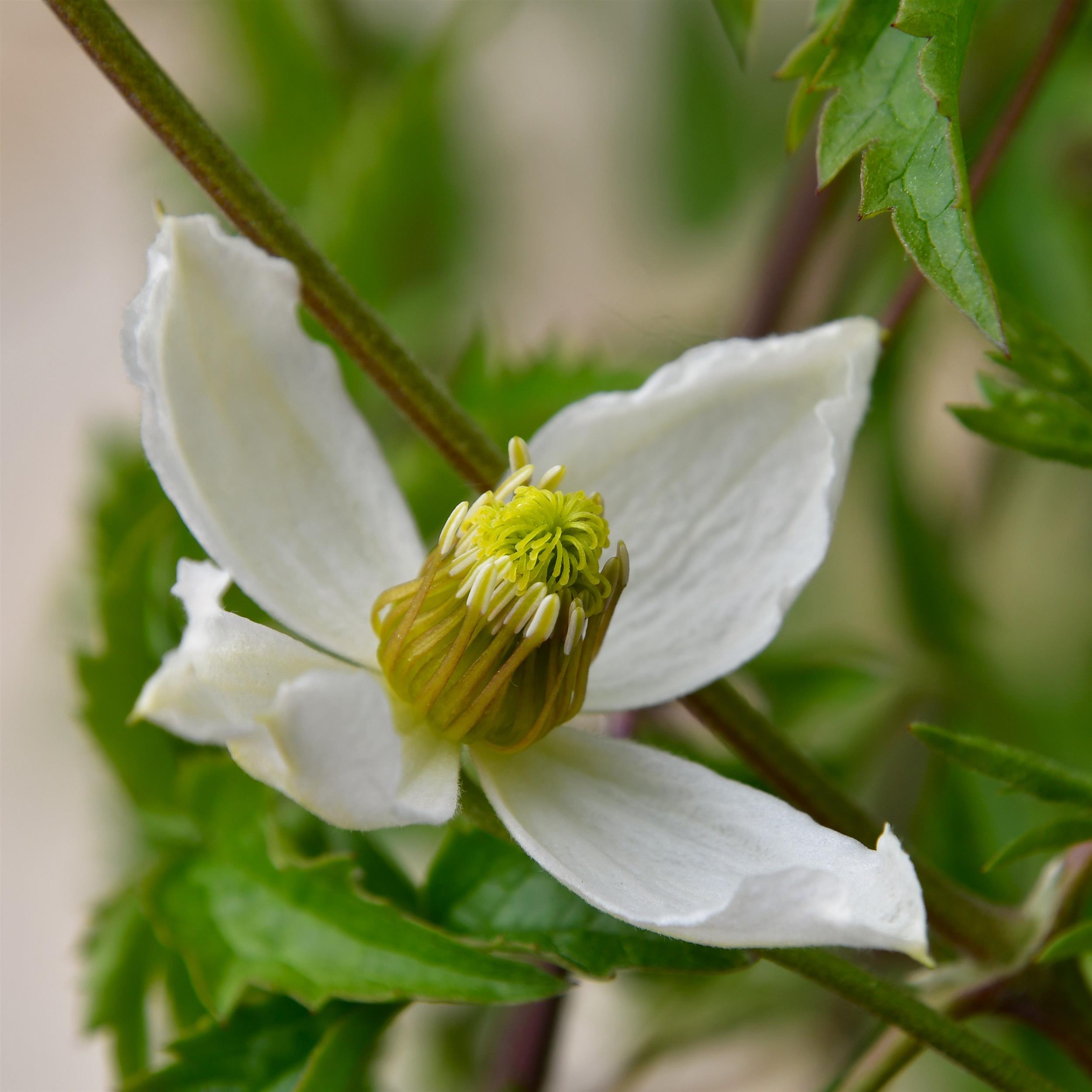 Clematis tangutica 'Anita'
