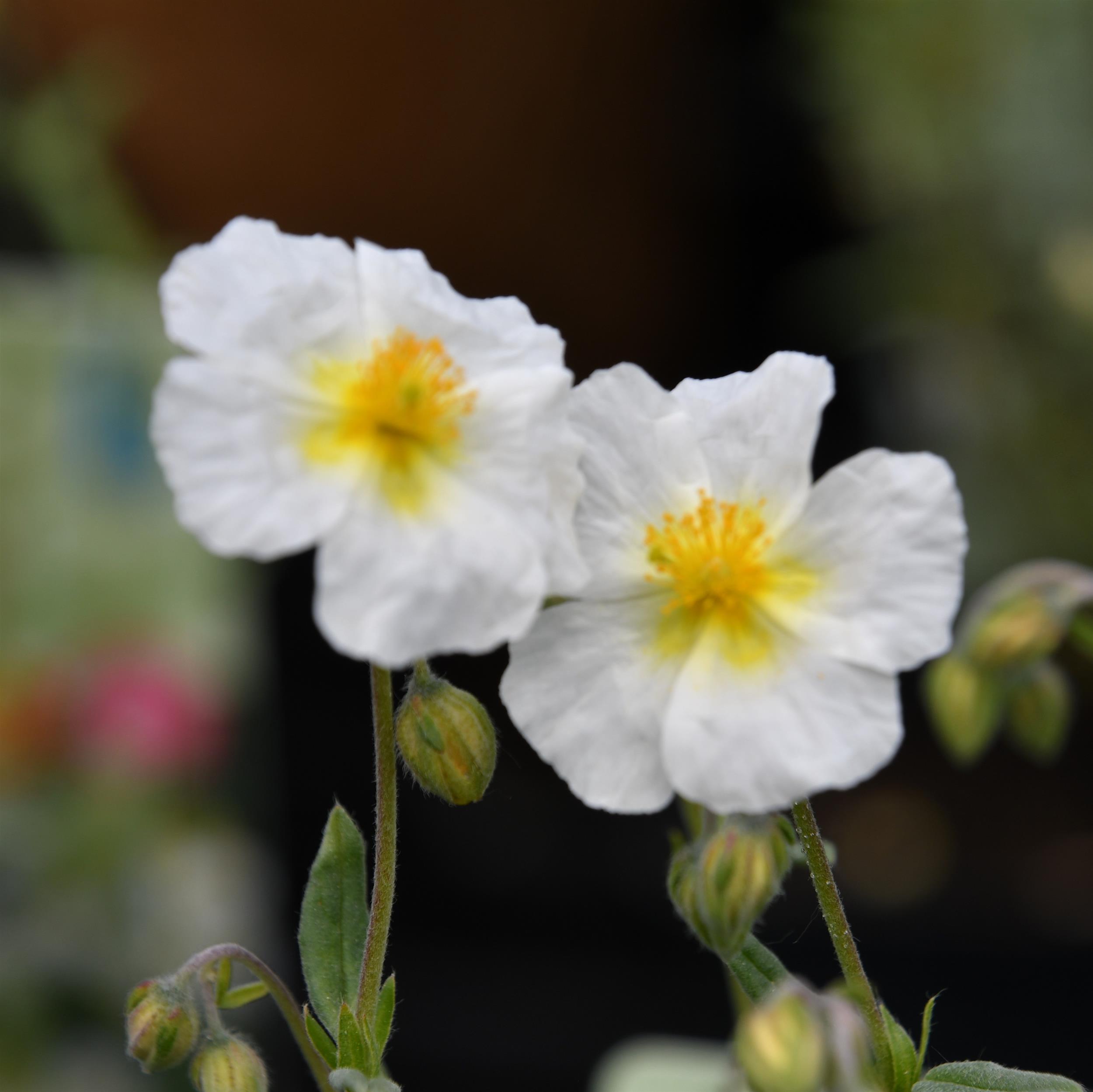 Helianthemum x cultorum Eisbär 0,5