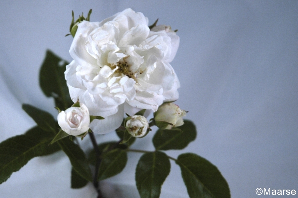 Dainty White - Stammrose 90 cm