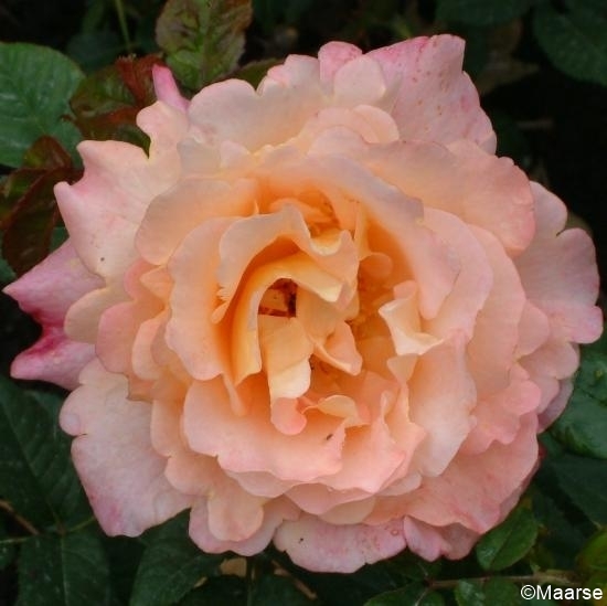 Augusta Luise - Stammrose 90 cm