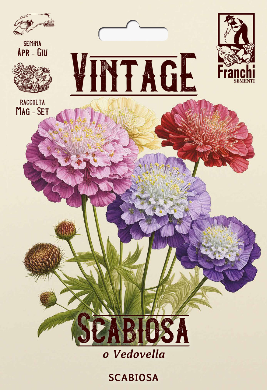 Scabiosa Vedovella