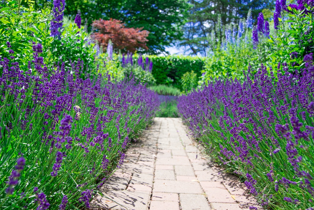 Lavandula angustifolia ´Hidcote Blue` 2L