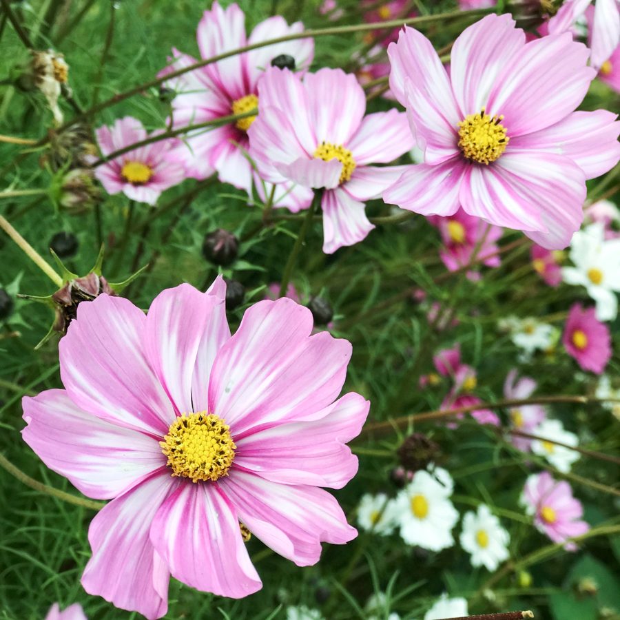 Cosmos Bipinnatus "Rosetta" (Kosmee)