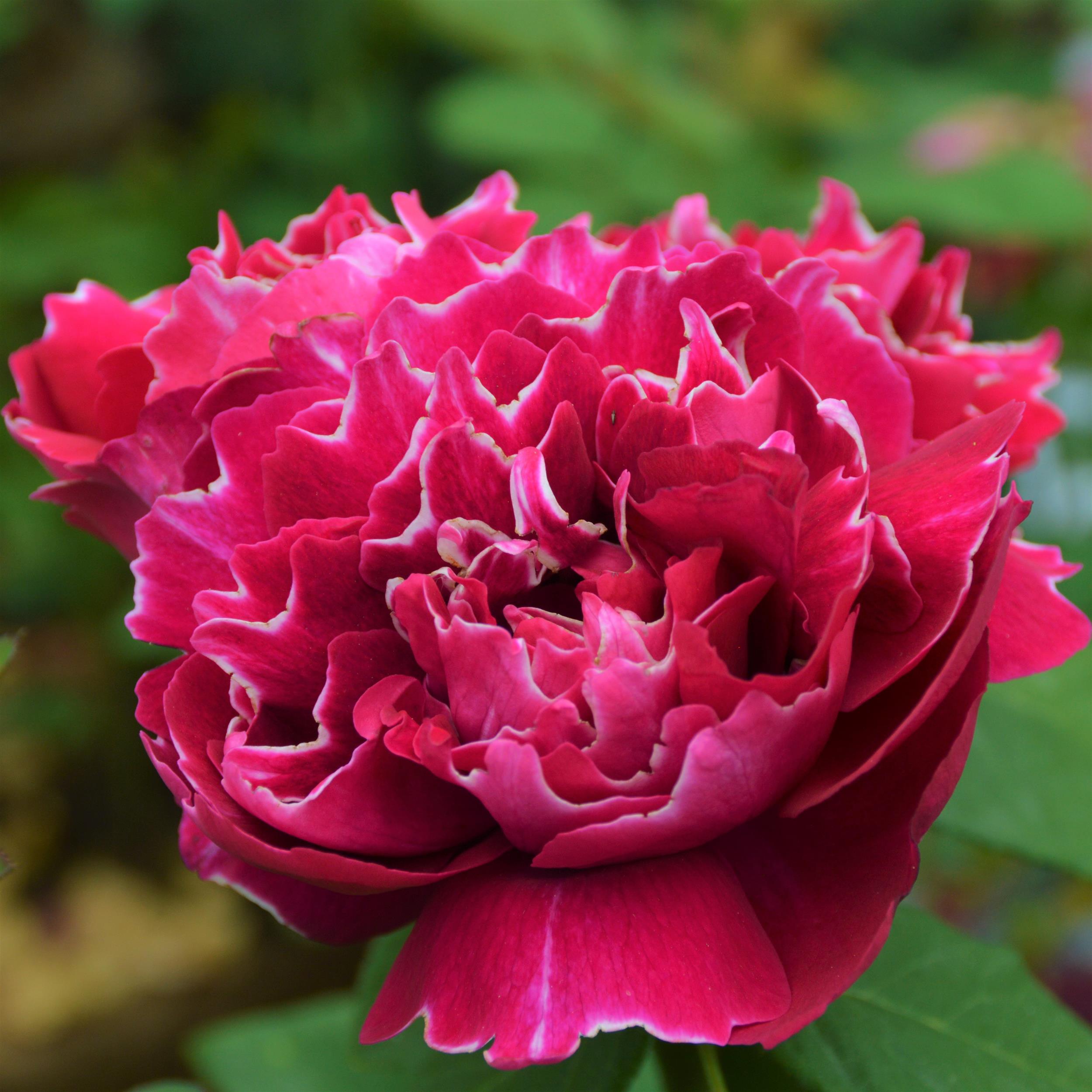 Baron Girod de l´Ain