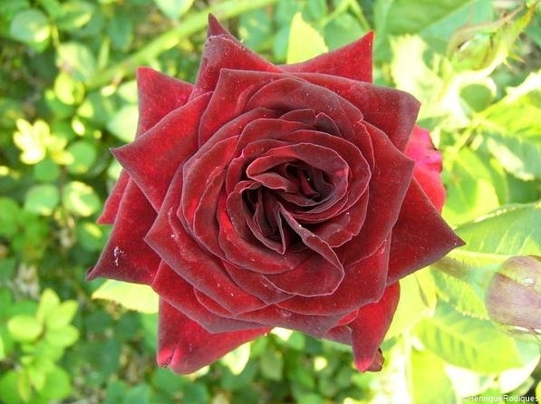 Black Baccara