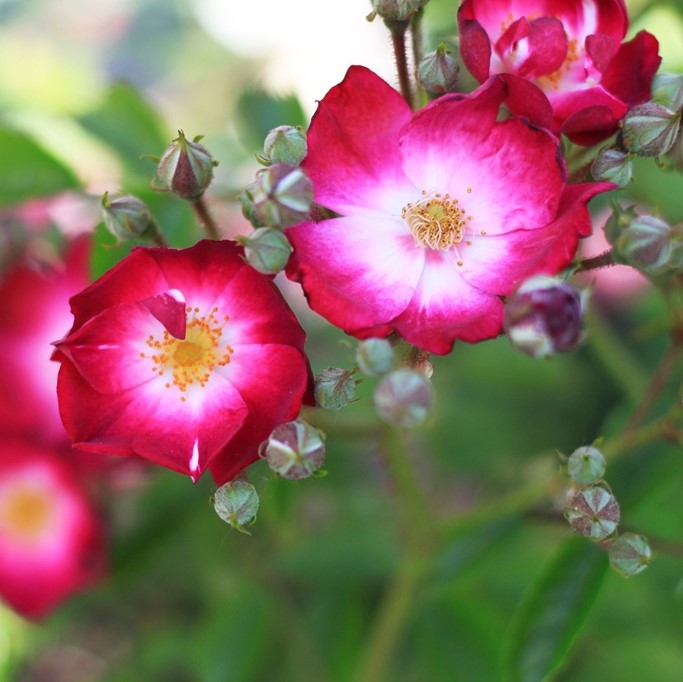 The Bishop´s Rambler