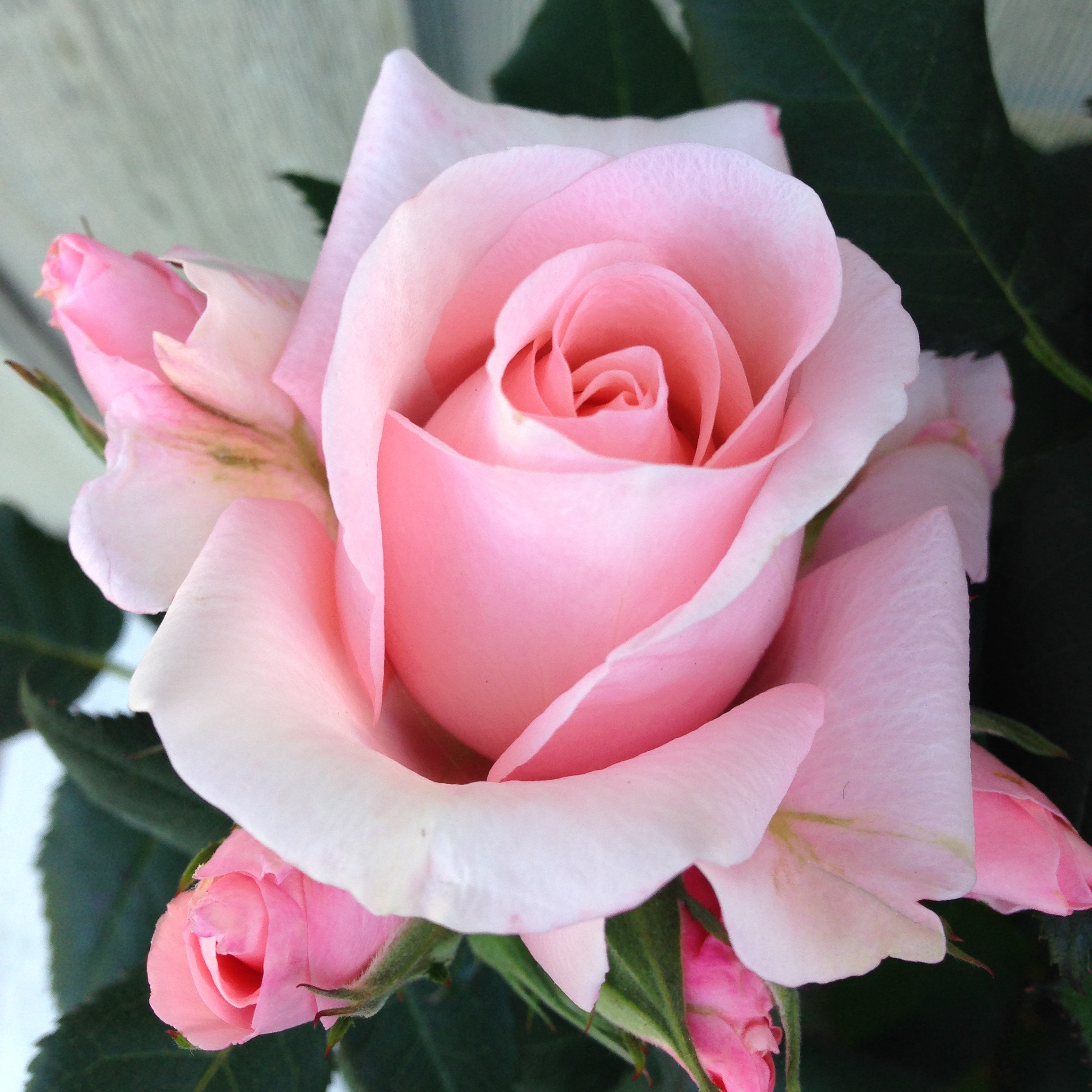 Sweet Love Forever