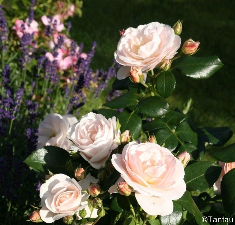 Martin Luther / Sirius