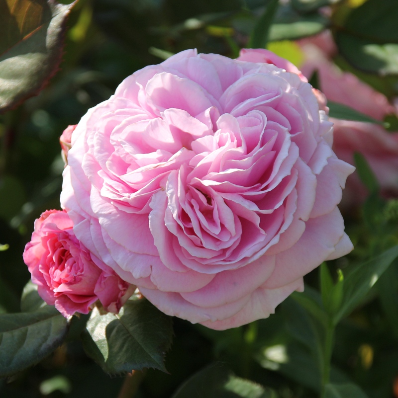 Rosengräfin Marie Henriette