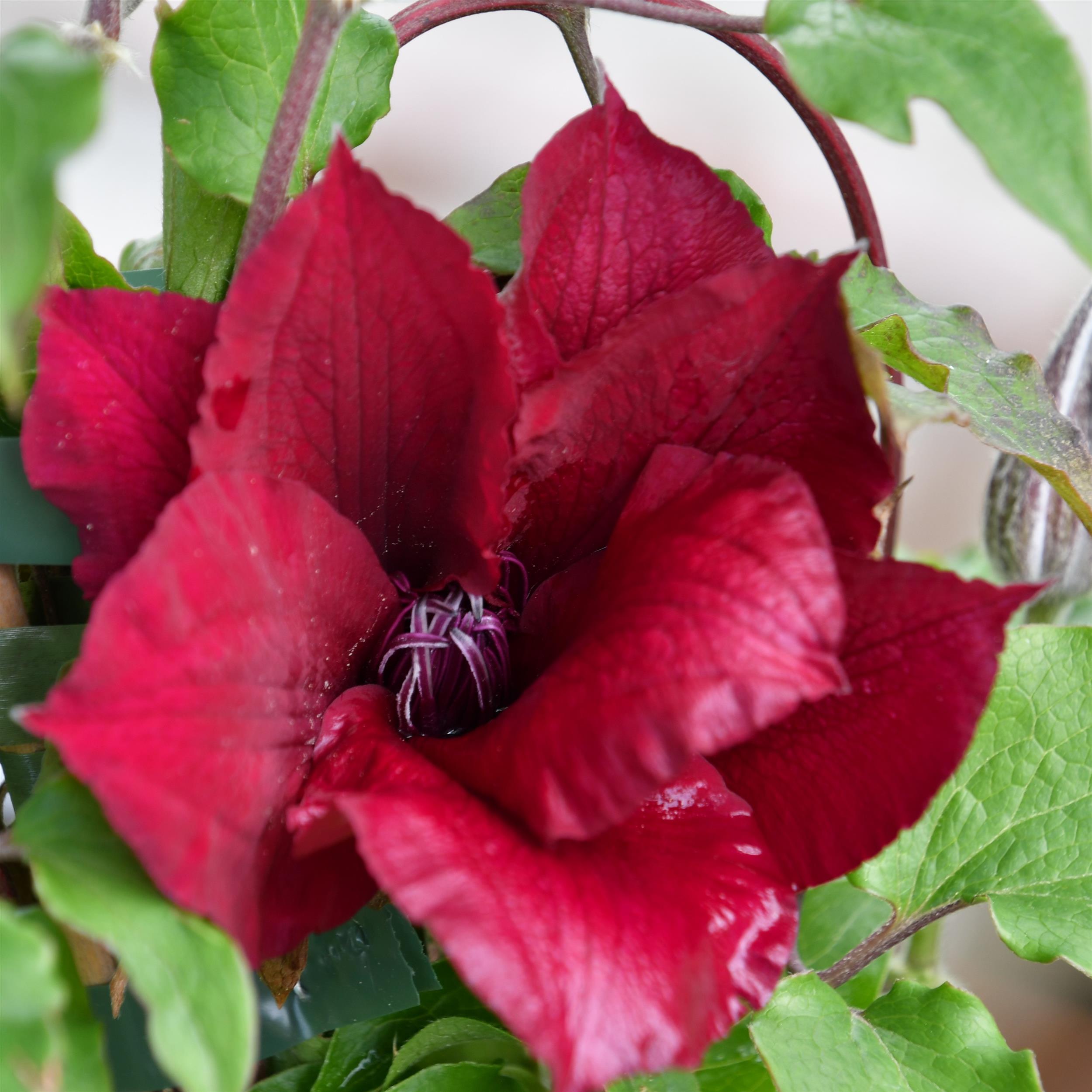 Clematis hyb. ´Nubia Evipo079`