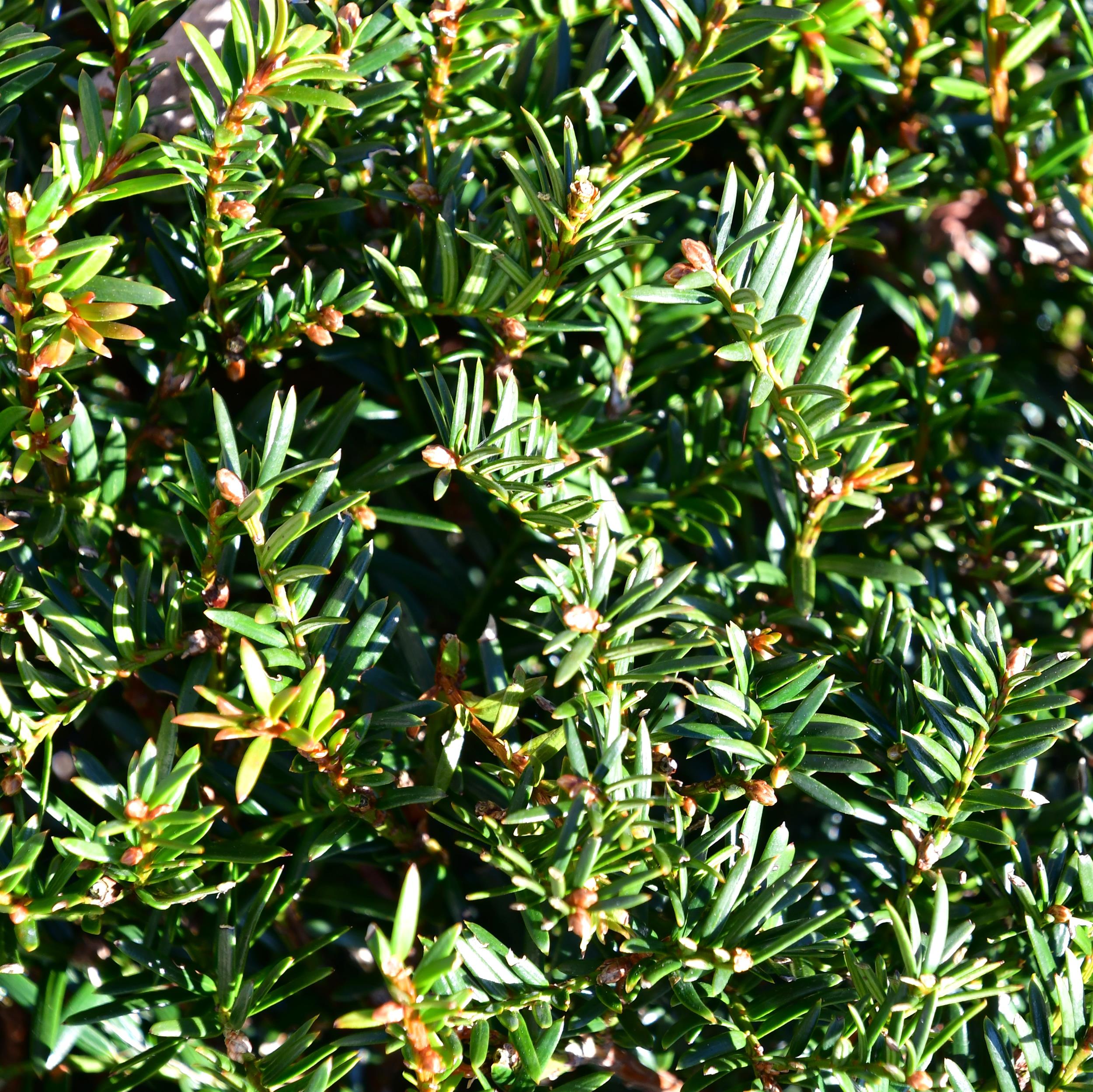 Taxus baccata Kugel 35-40cm