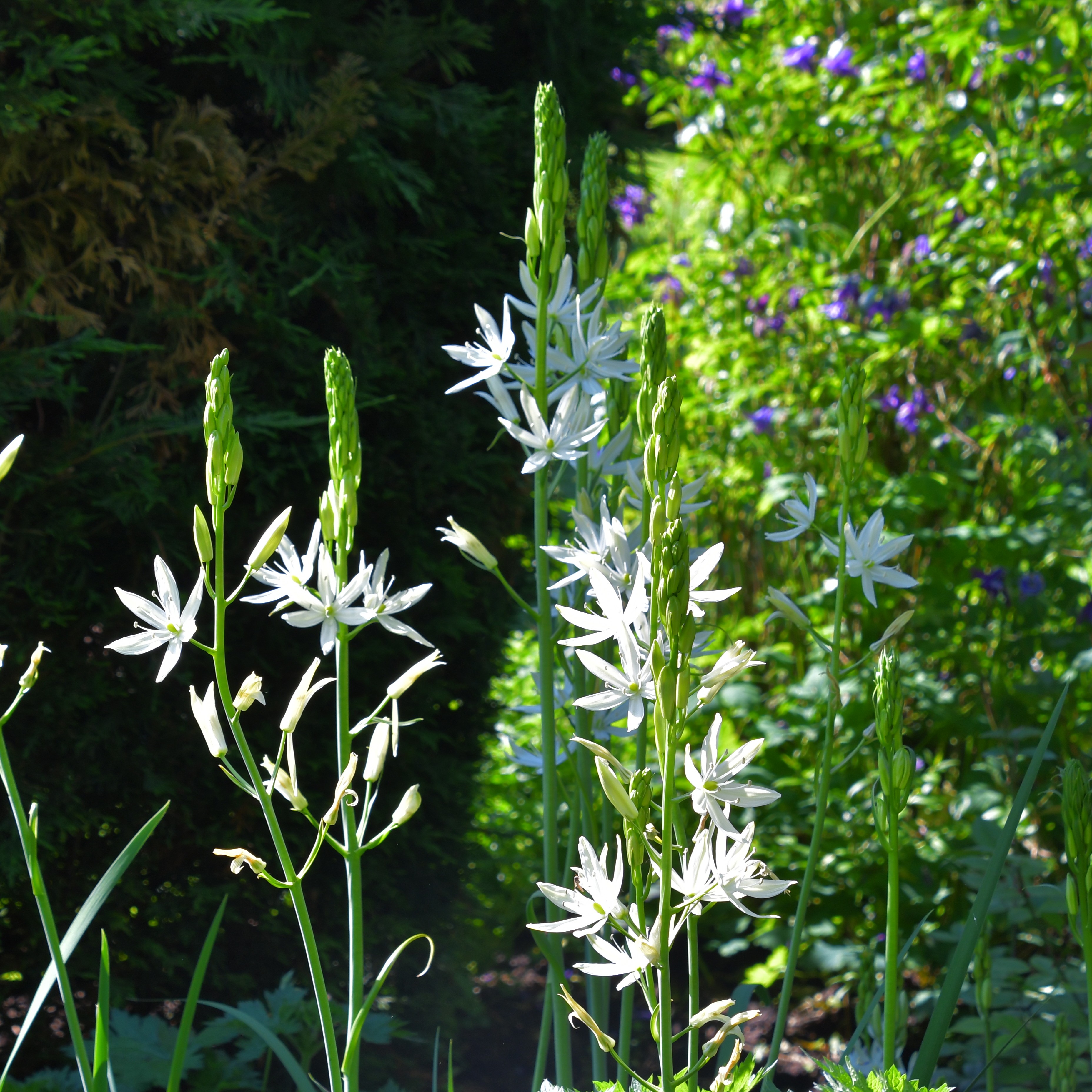 Camassia leichtlinii Alba P1