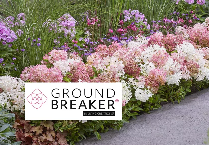 Hydrangea paniculata Groundbreaker Blush