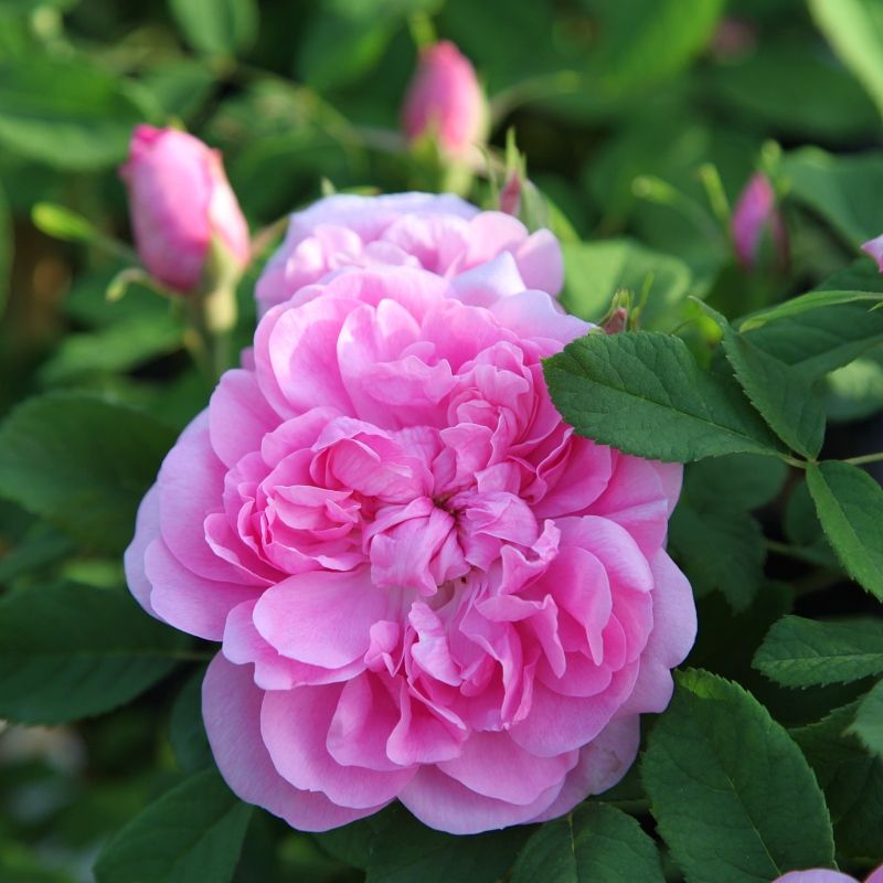 3er Rosen-Set WN: Duft und Blütenzauber für Genießer
