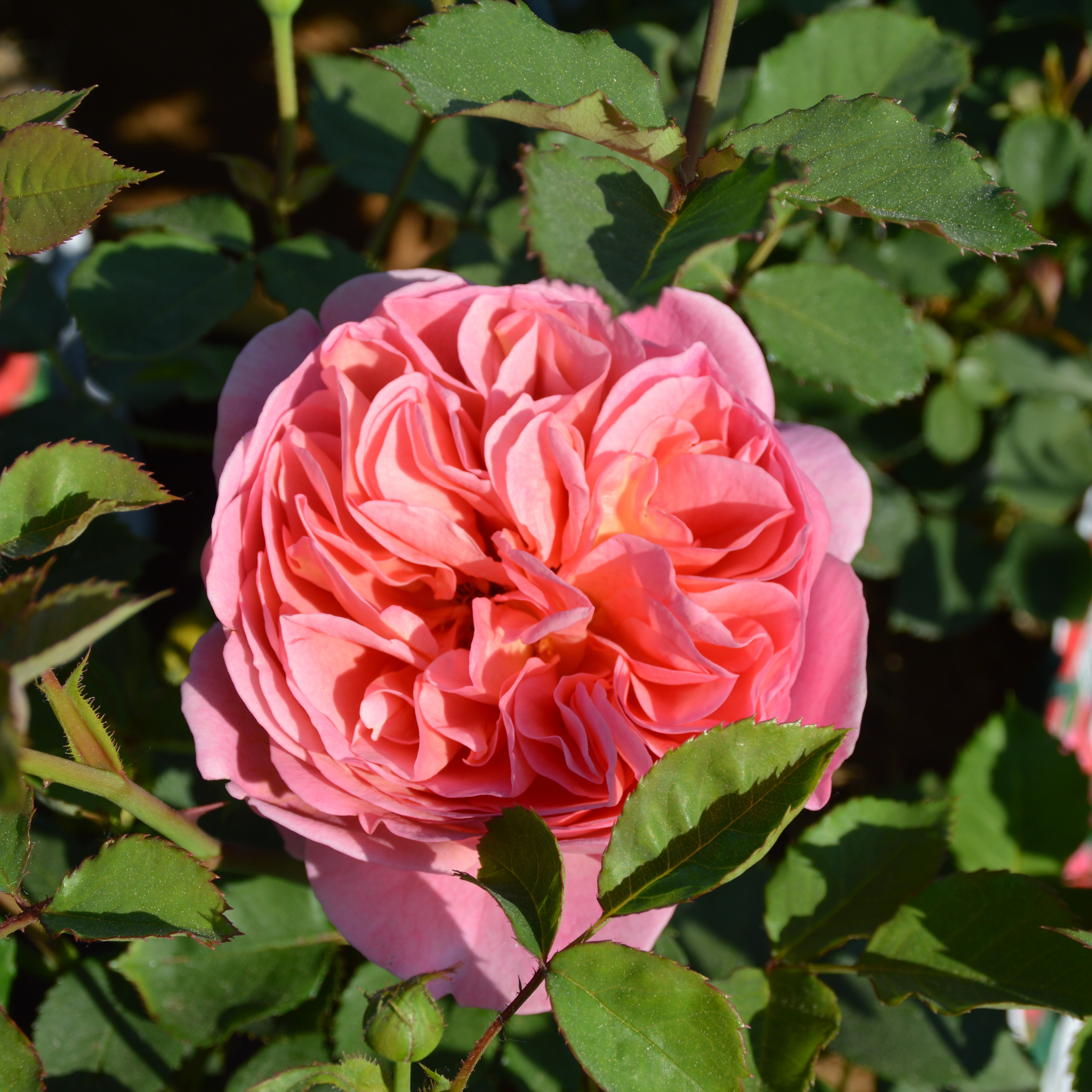 Boscobel