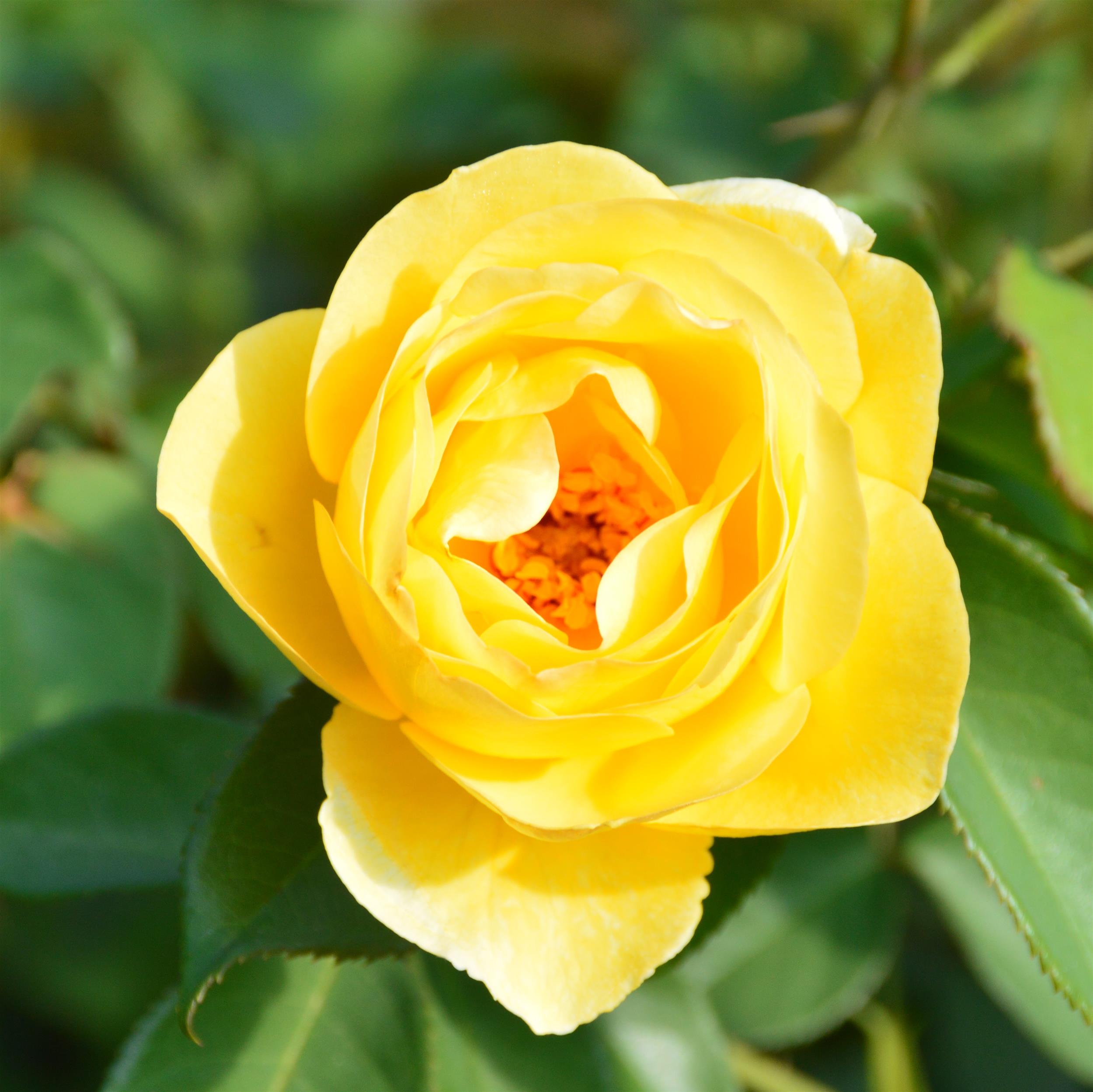 Kingcup / Big Buttercup