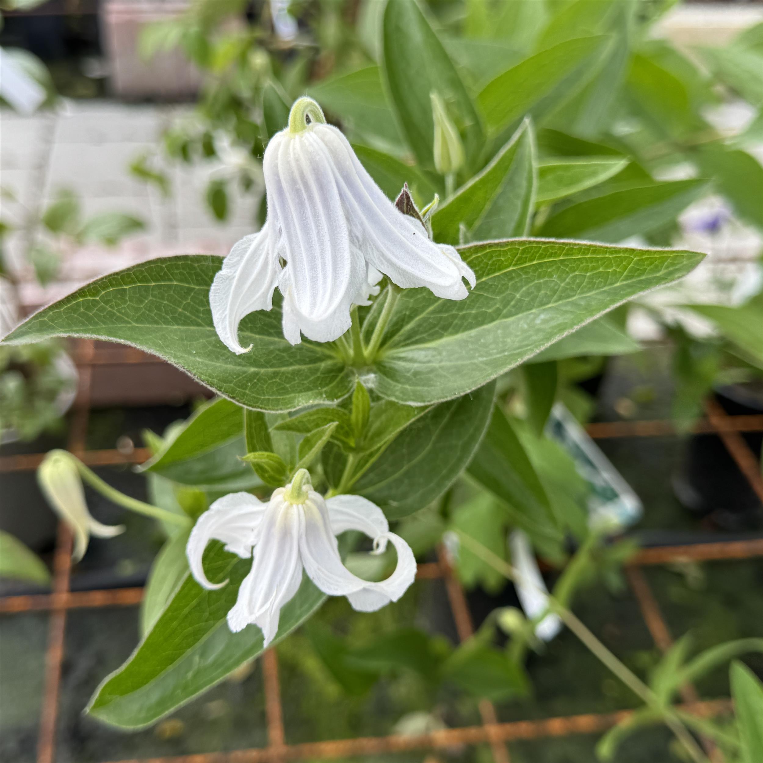Clematis integrifolia Alba