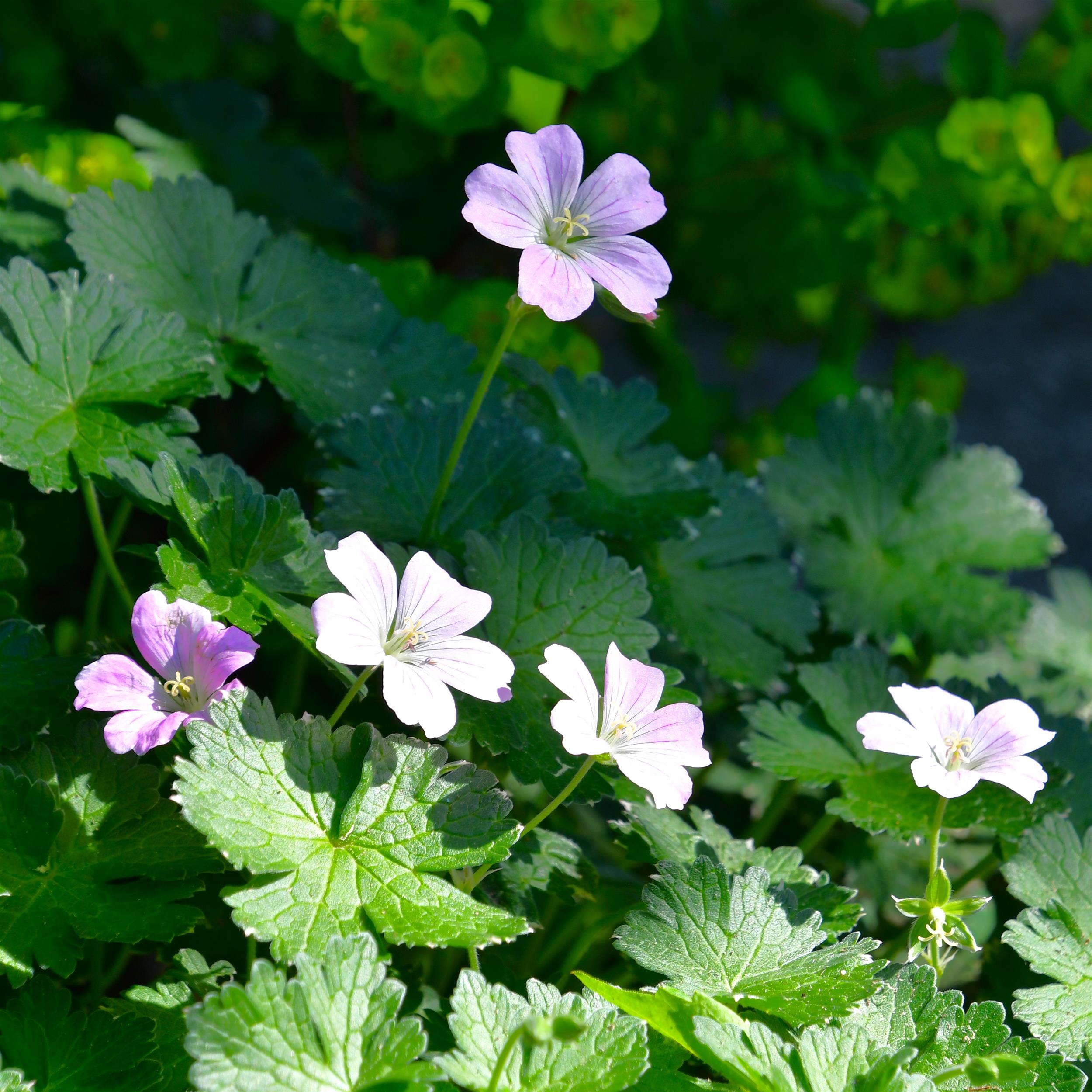 Geranium x cultorum 'Dreamland' 1L