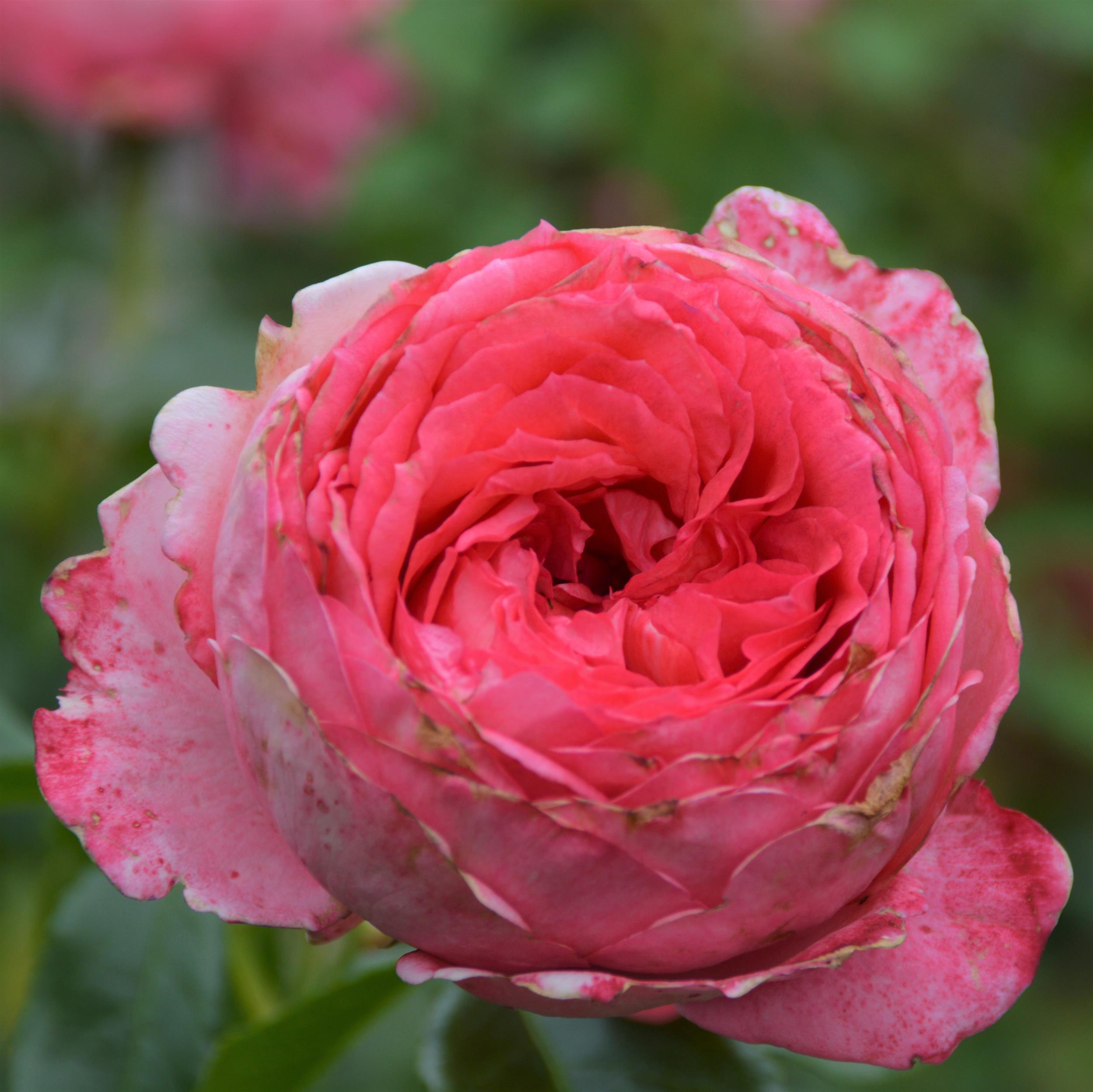 La Rose de Molinard