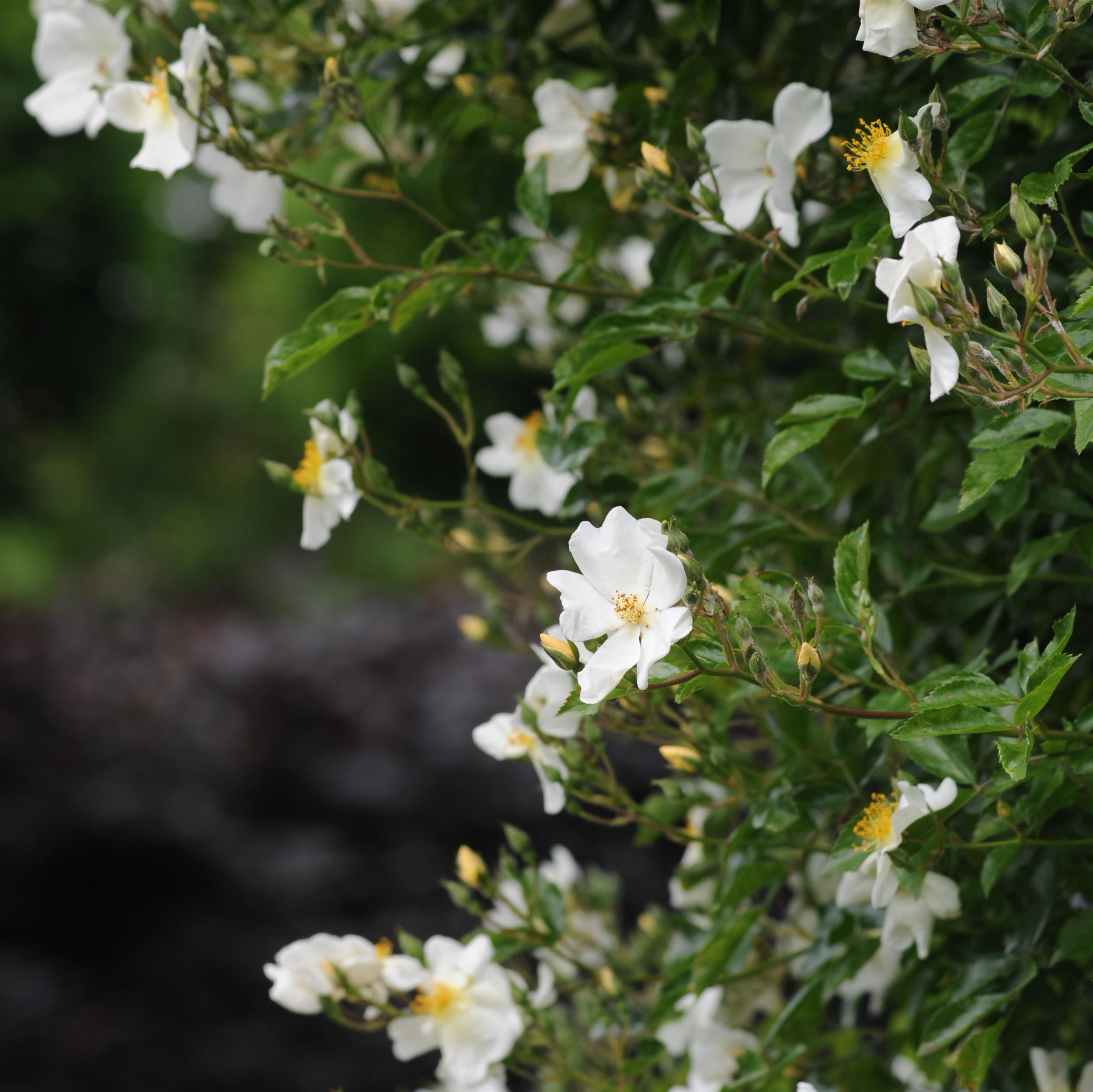 5 x White Wedding im Bio-Container - Hohe Rosenhecke