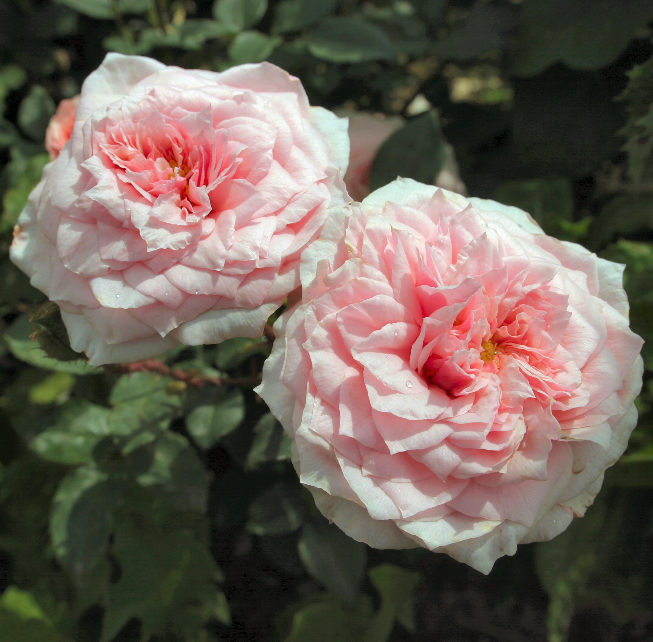 Antique Rose (Scarman)