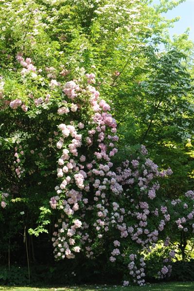 Apple Blossom