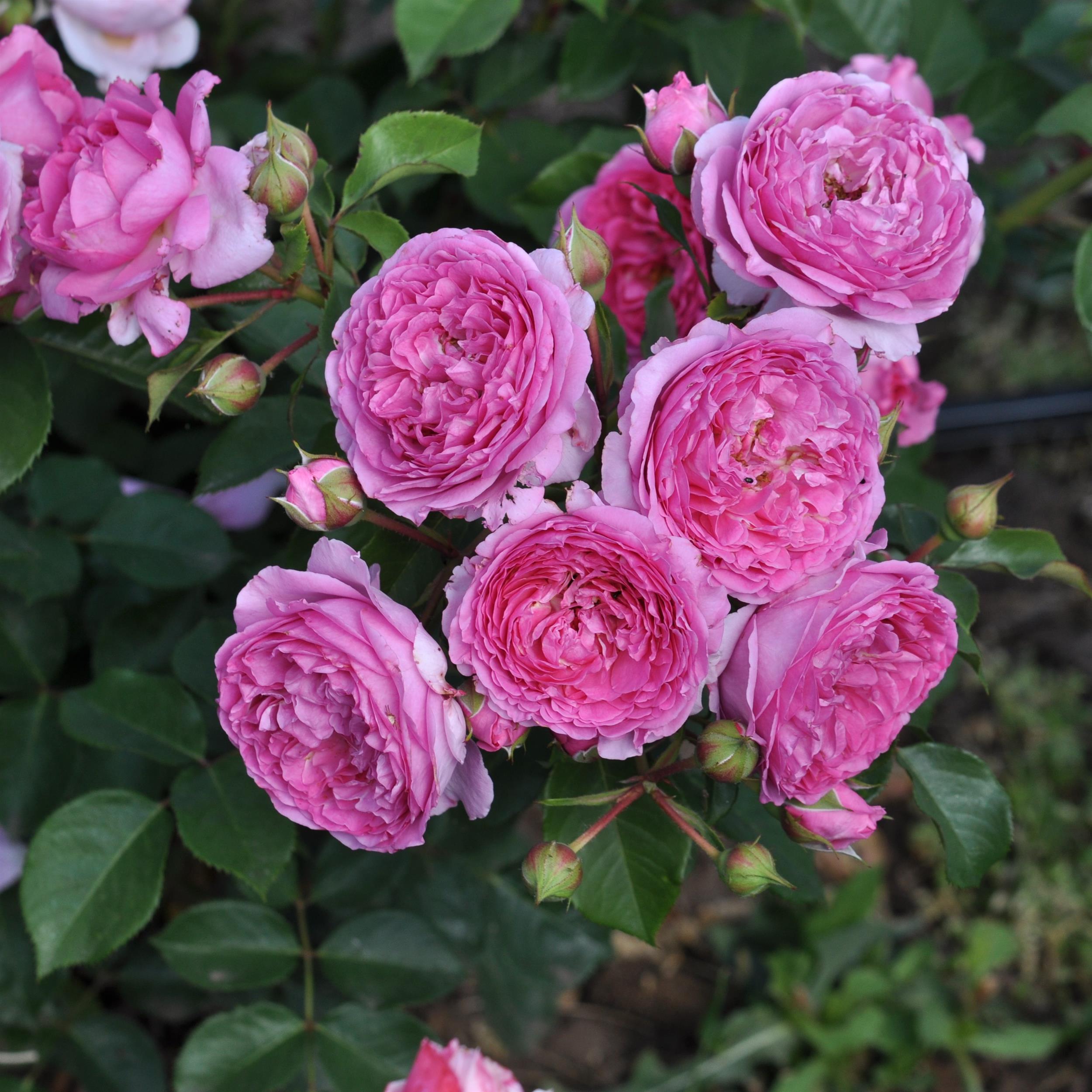 Renée van Wegberg - Essbare Rose