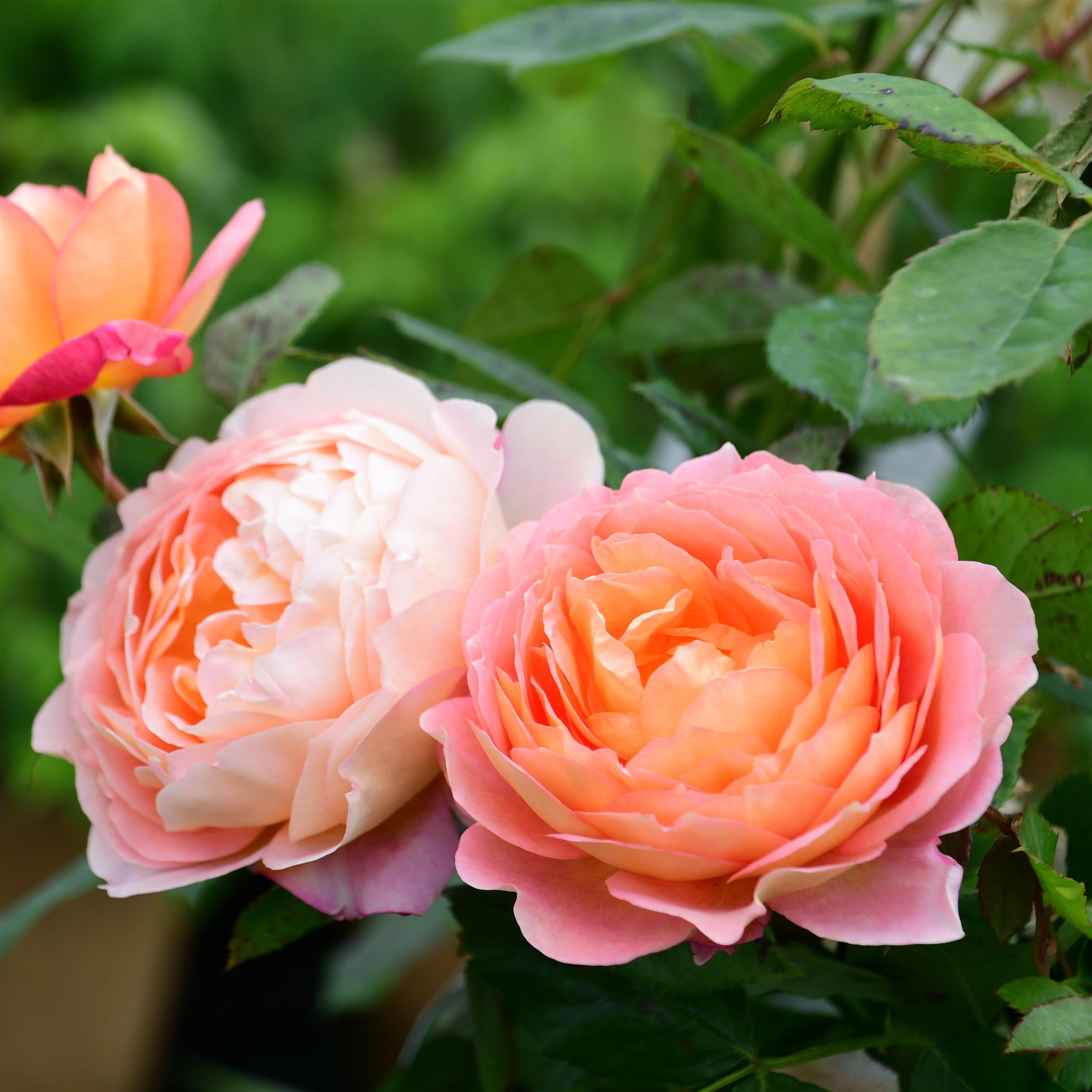 Lady of Shalott