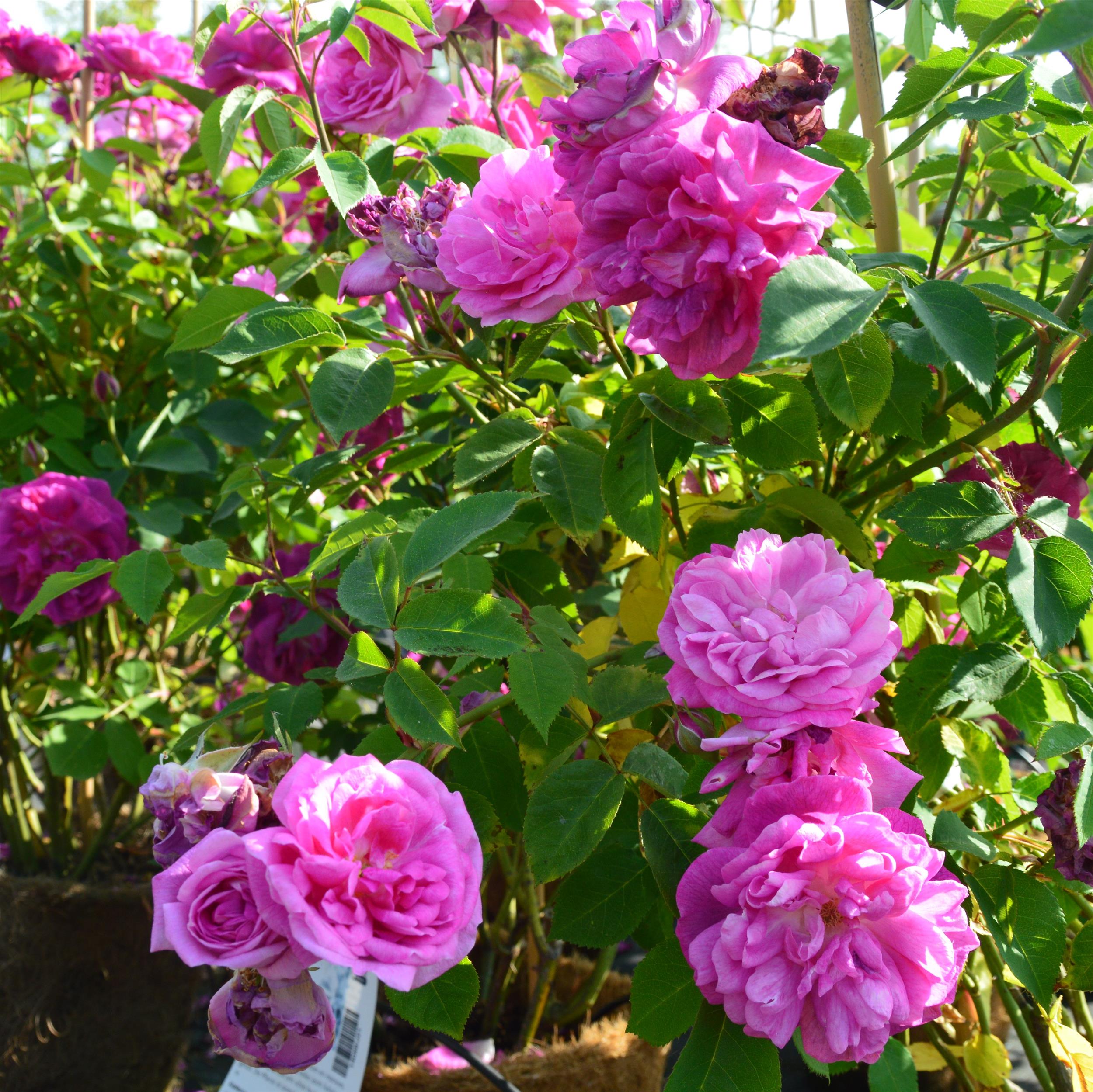 Futtacker Schlingrose