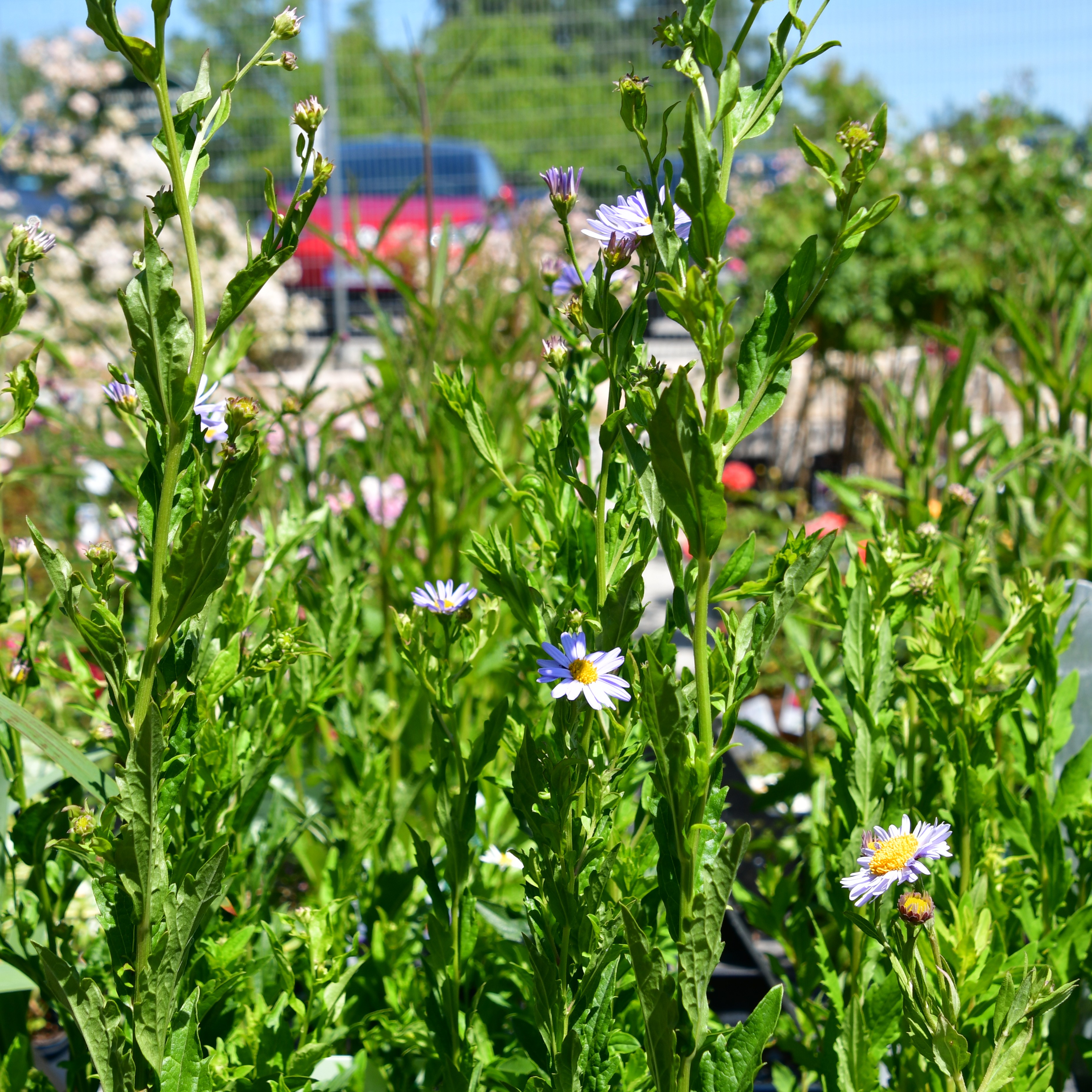 Kalimeris incisa 'Blue Star 1L