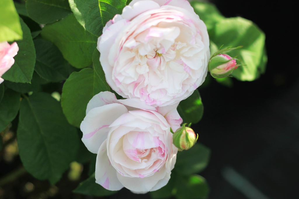 Belle des Jardins (syn. 'Centifolia Variegata')