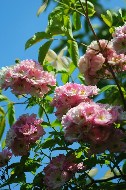 Apple Blossom