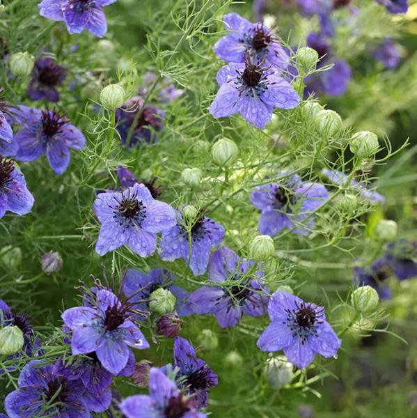 Nigella papillosa 'Midnight' (Jungfer im Grünen)