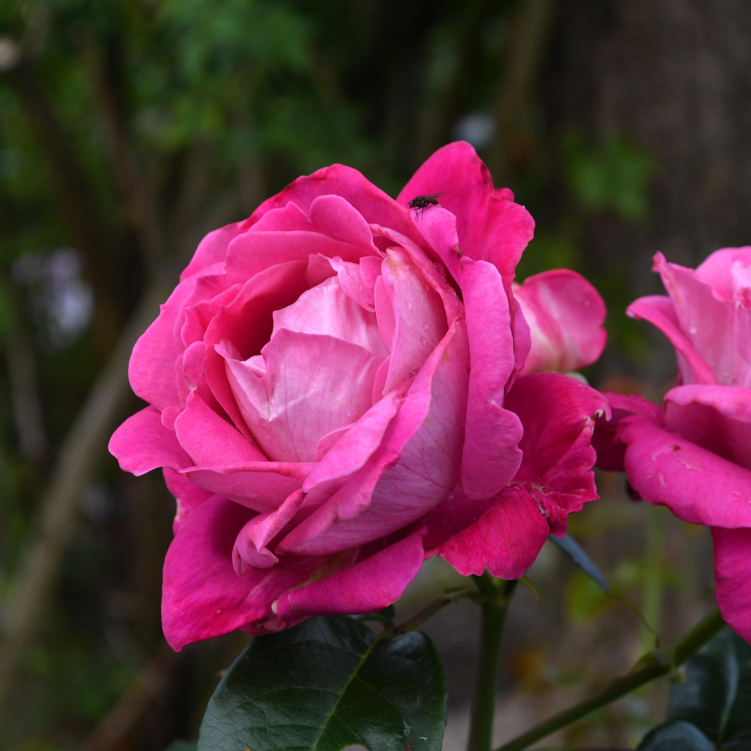 Baronne E. de Rothschild