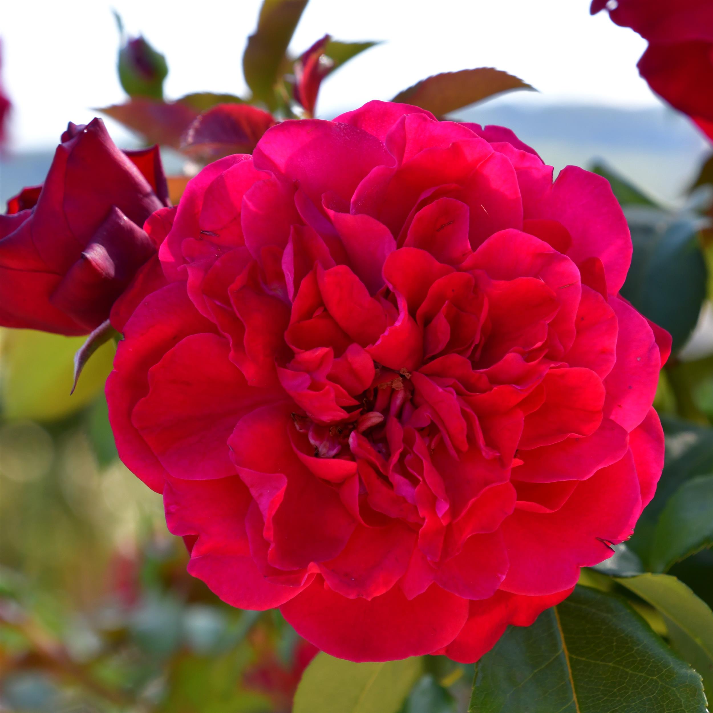 Rouge Meilove - Stammrose 60 cm