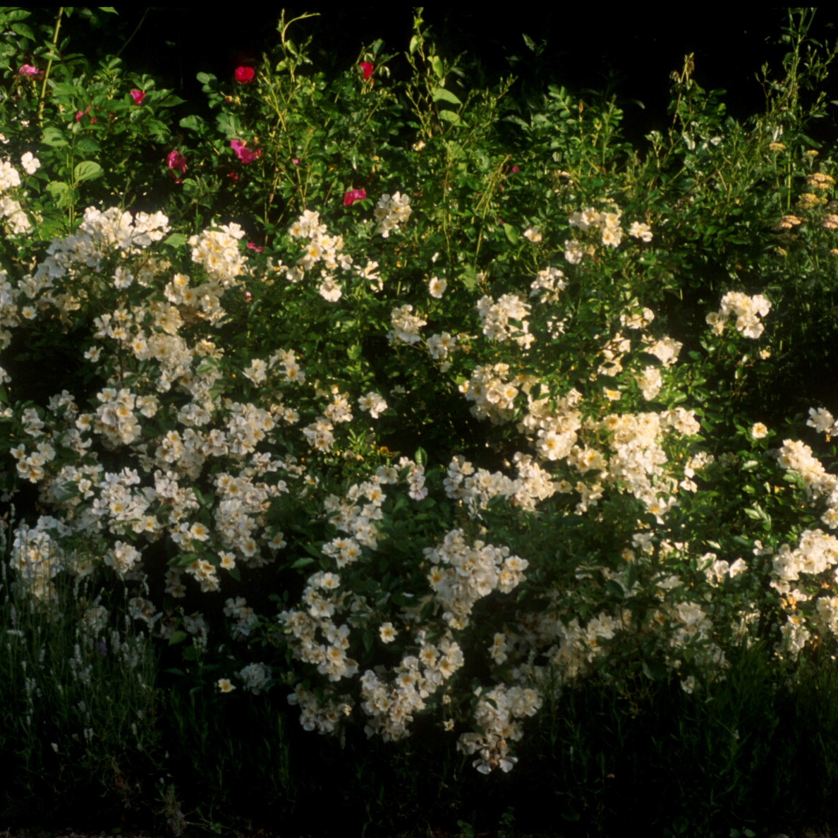 5 x White Wedding im Bio-Container - Hohe Rosenhecke