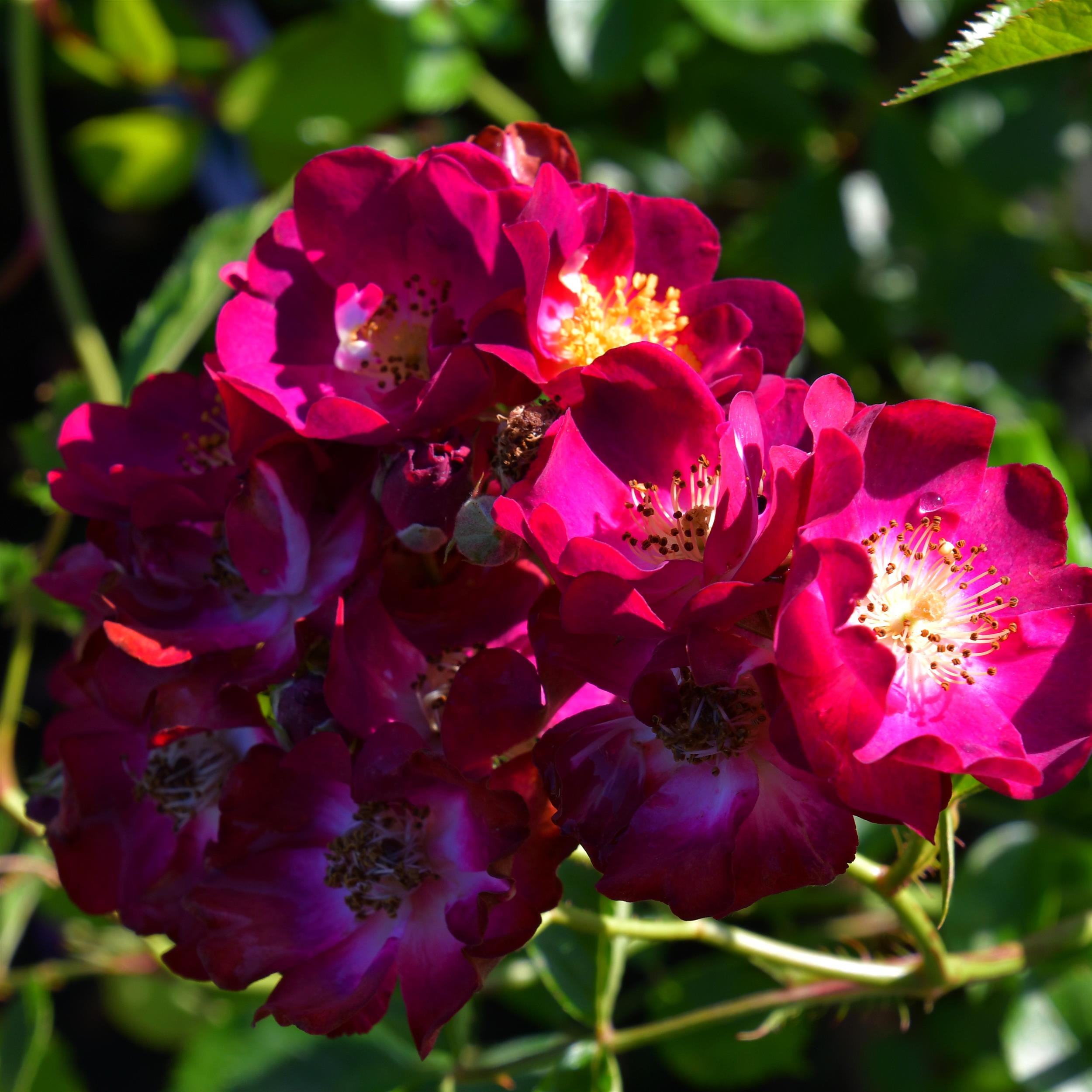 The Bishop´s Rambler