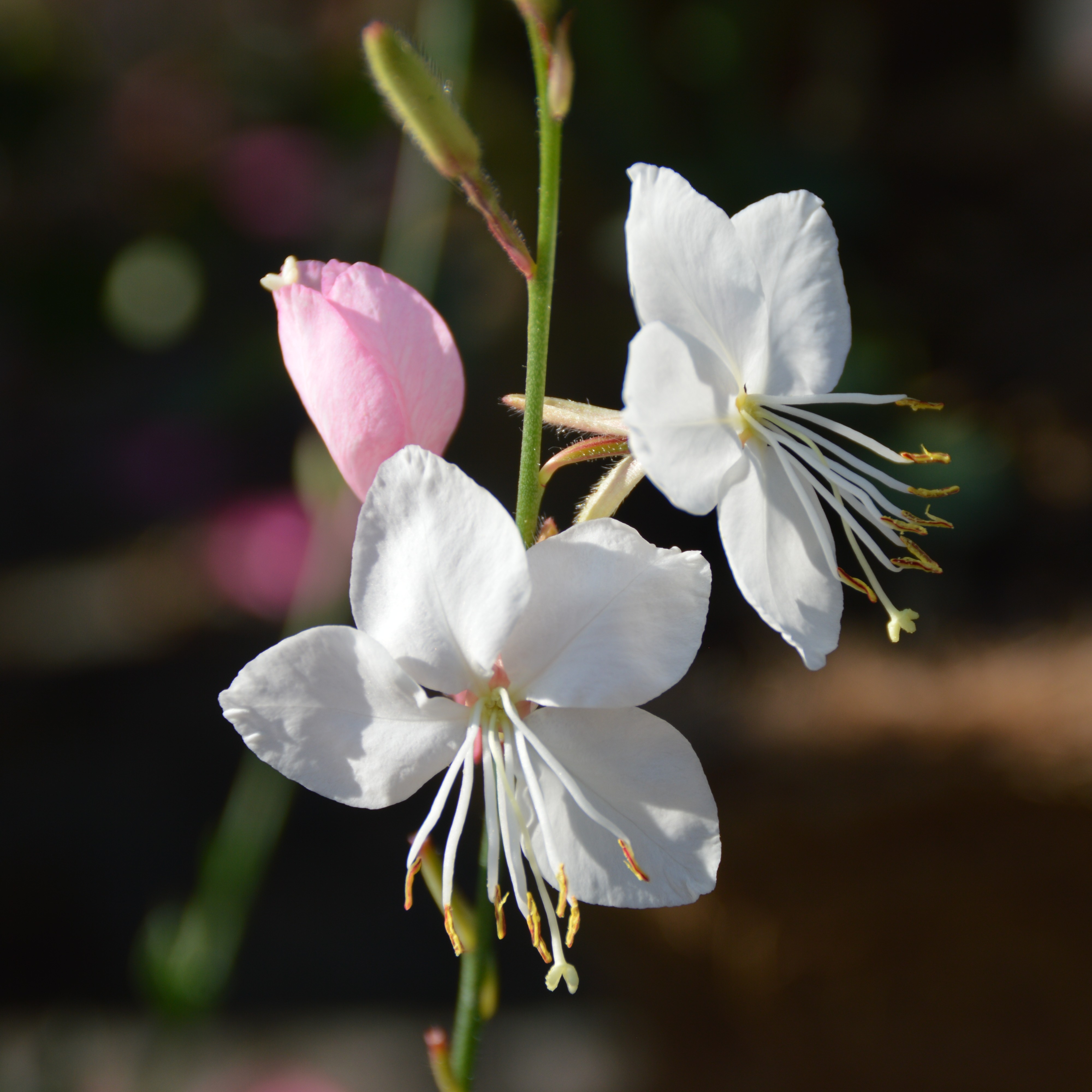Gaura lindheimerii Whirling Butterfles 1L