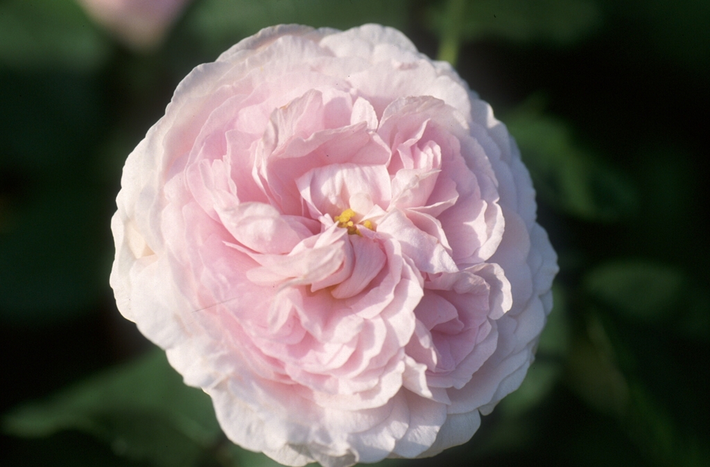 Great Maiden´s Blush