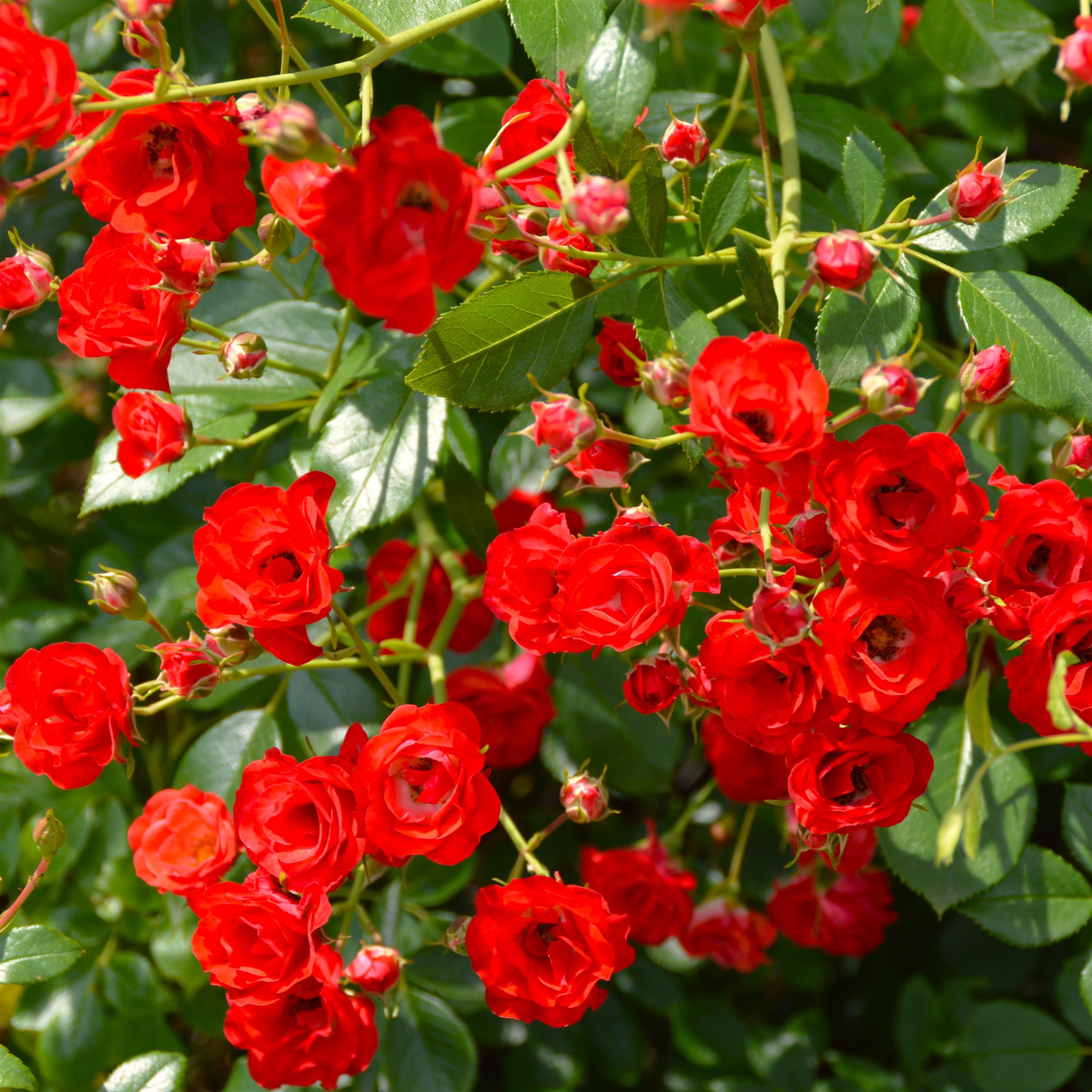 Scarlet Meidiland