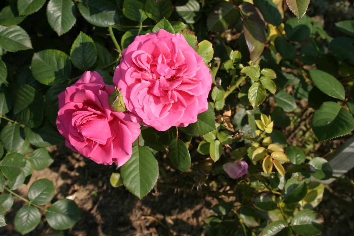 Rajah´s Rose